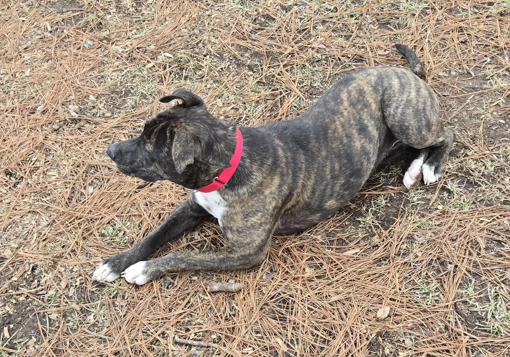 Elffie, ADOPTABLE, Young Female American Staffordshire Terrier.