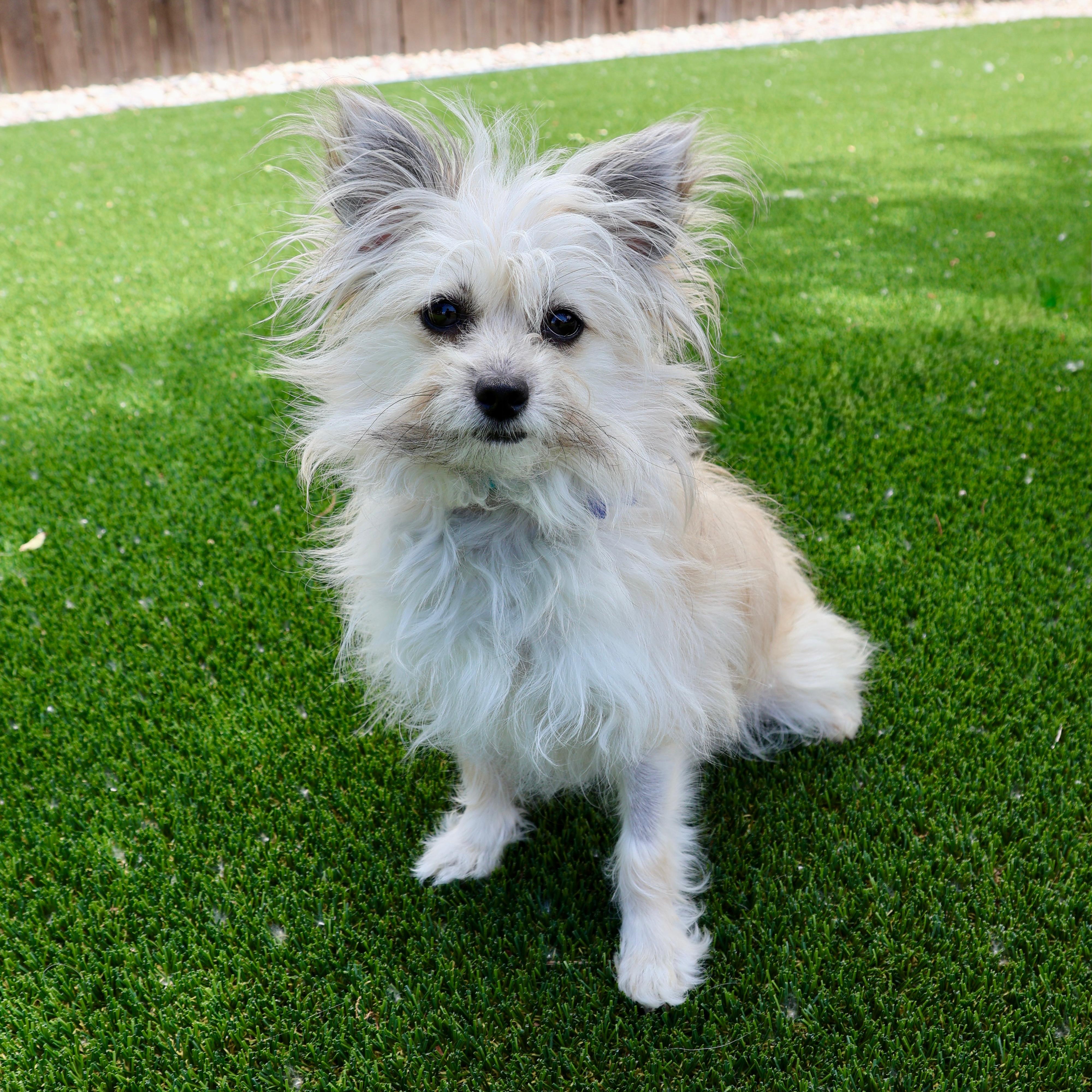 Tink, ADOPTABLE, Adult Female Chihuahua & Pomeranian.
