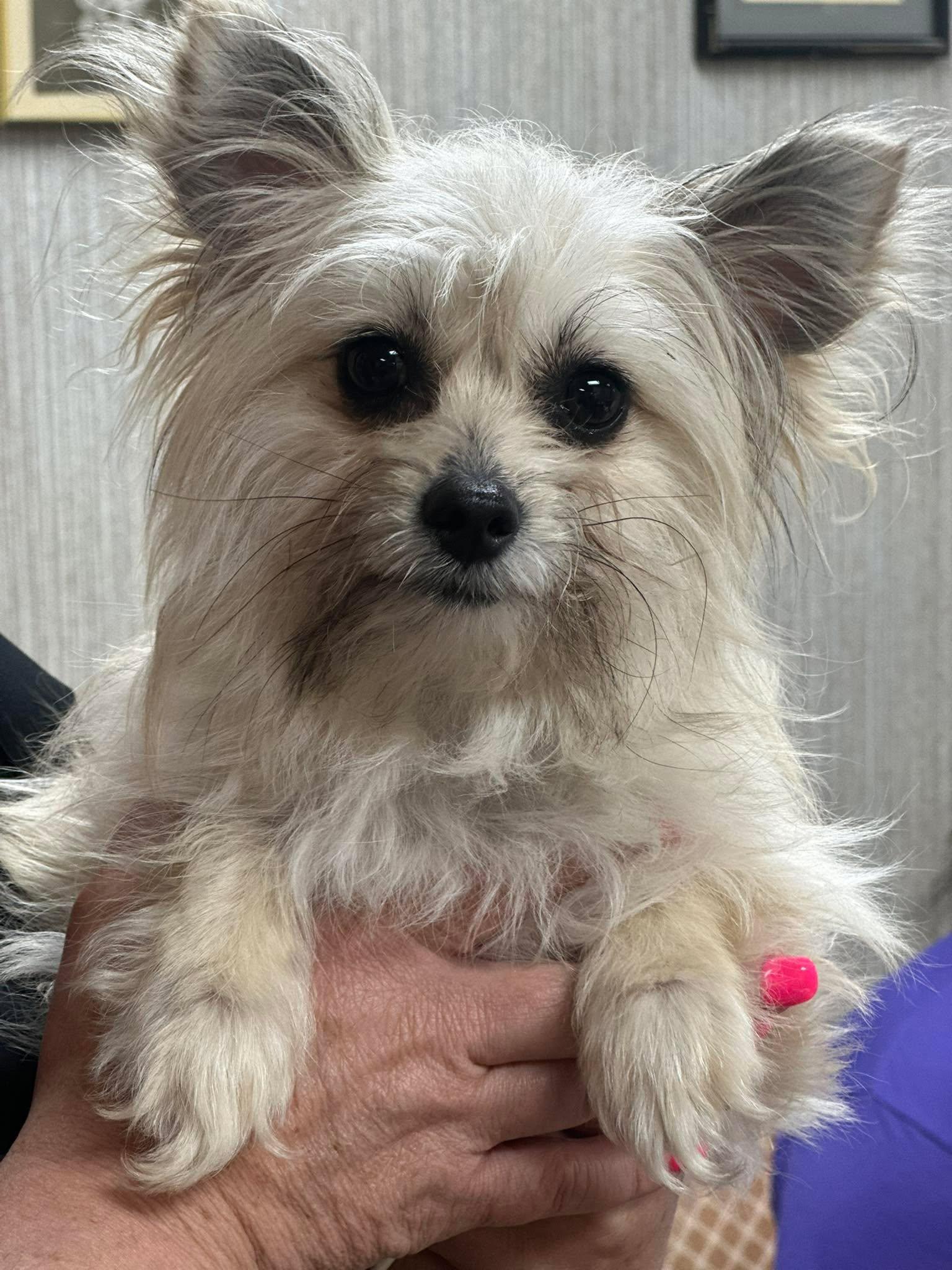 Enlarge Tink, a ADOPTABLE mixed breed in Fort Collins, CO image 2/6