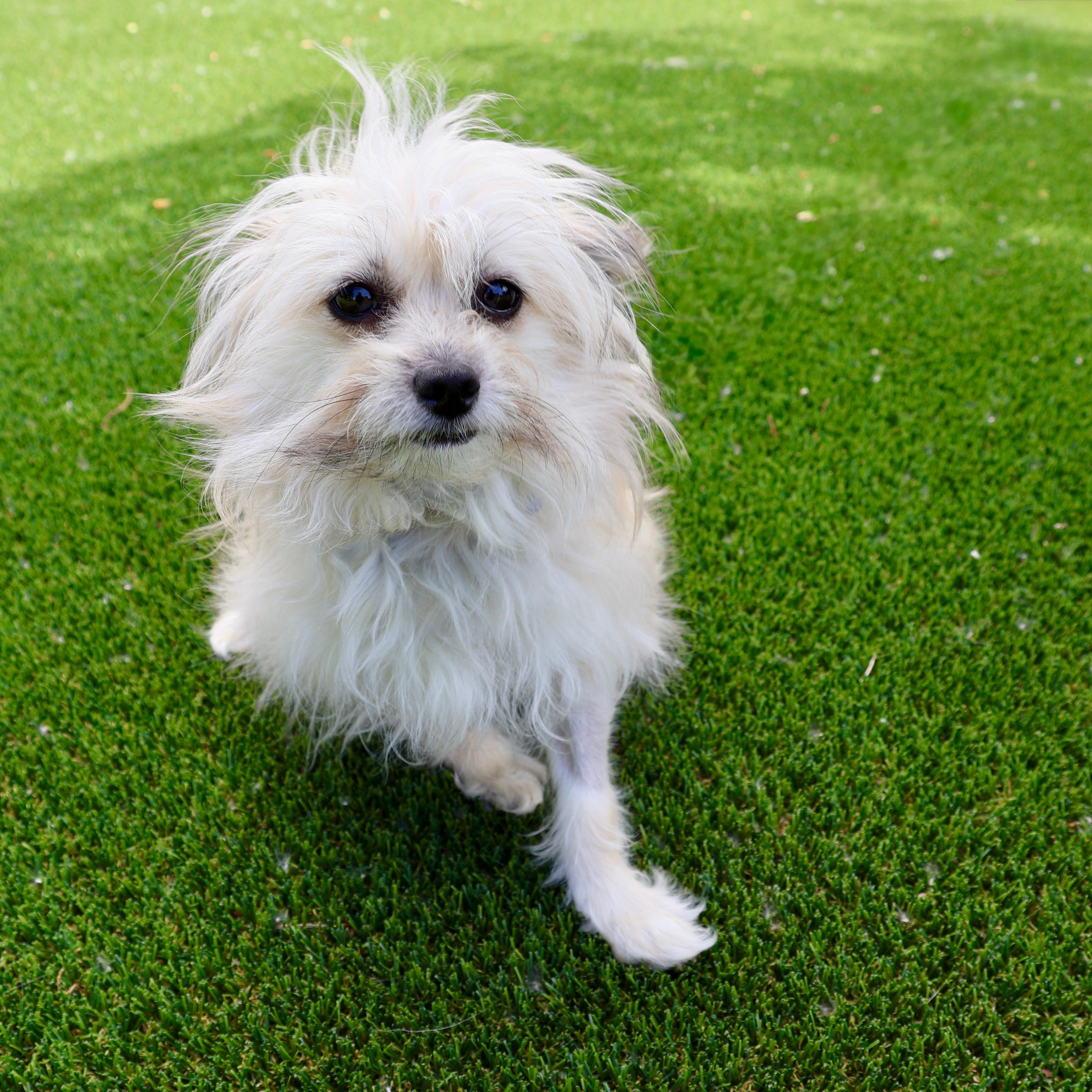 Enlarge Tink, a ADOPTABLE mixed breed in Fort Collins, CO image 4/6