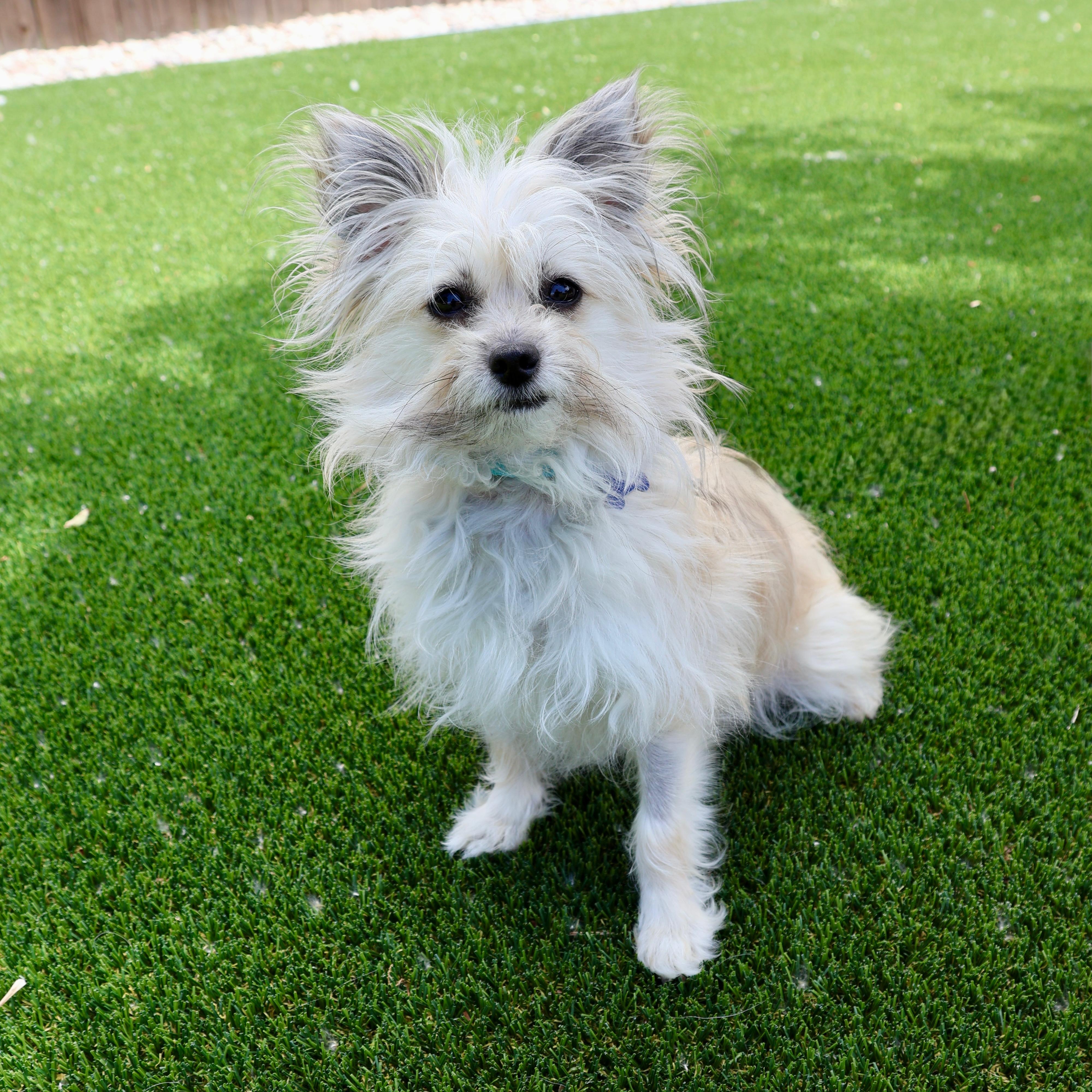 Enlarge Tink, a ADOPTABLE mixed breed in Fort Collins, CO image 3/6