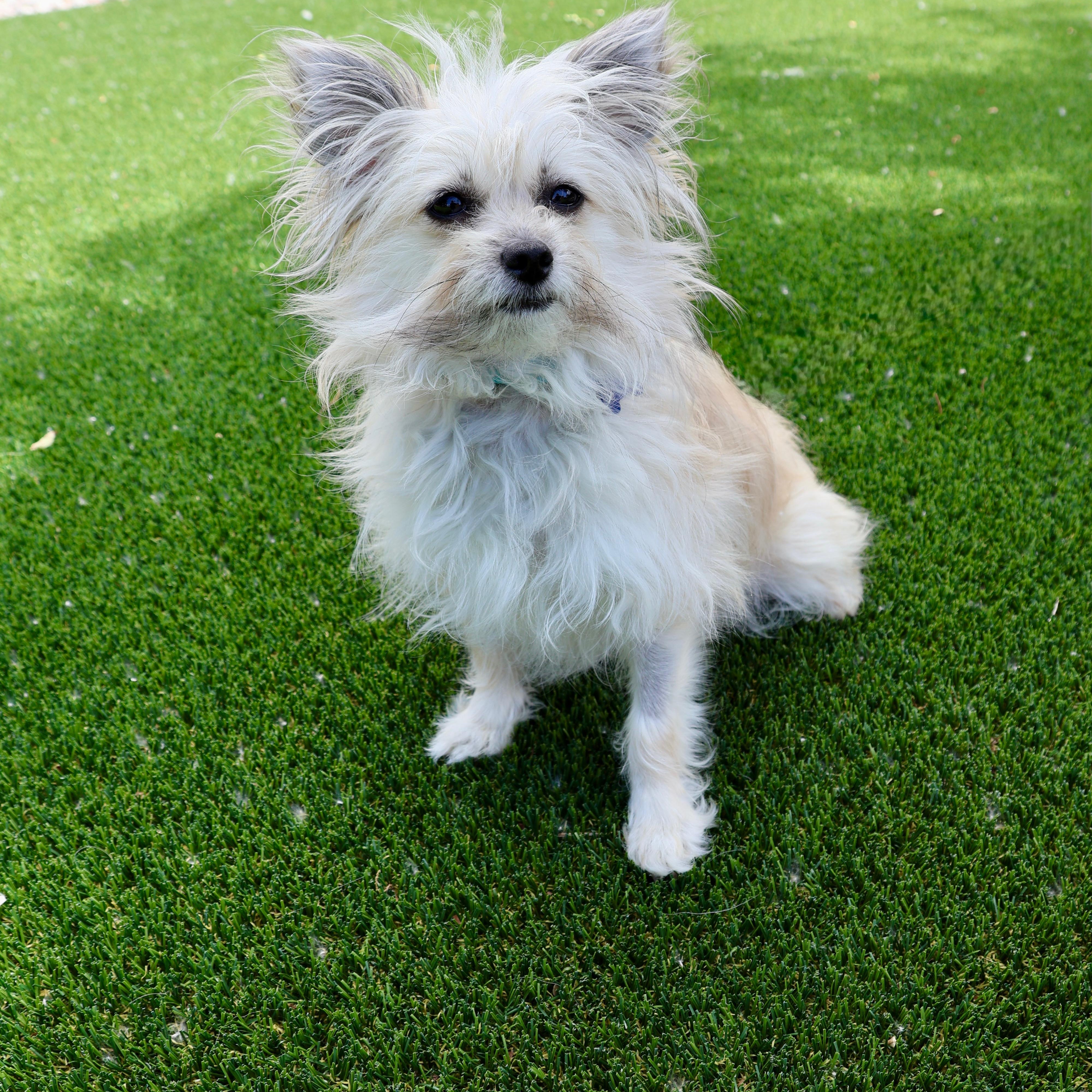 Enlarge Tink, a ADOPTABLE mixed breed in Fort Collins, CO image 5/6
