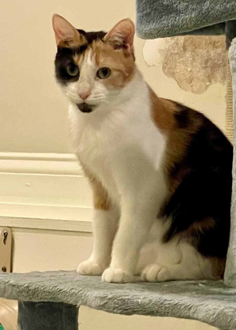 Kali (courtesy listing), Adoptable, Adult Female Domestic Short Hair.