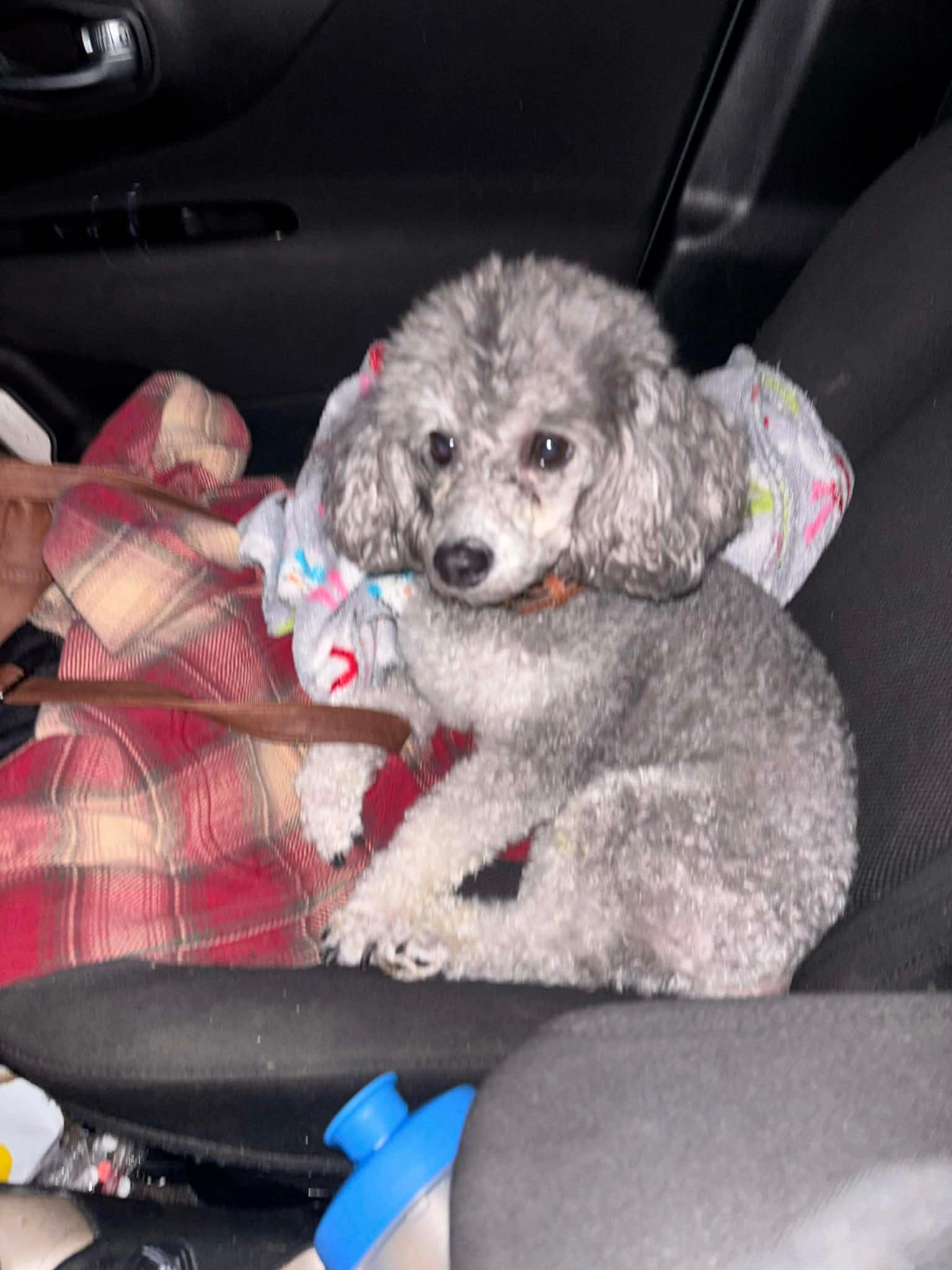Enlarge Tucker (Megan-Fostered in TN), a ADOPTABLE Miniature Poodle in Brooklyn, CT image 2/4