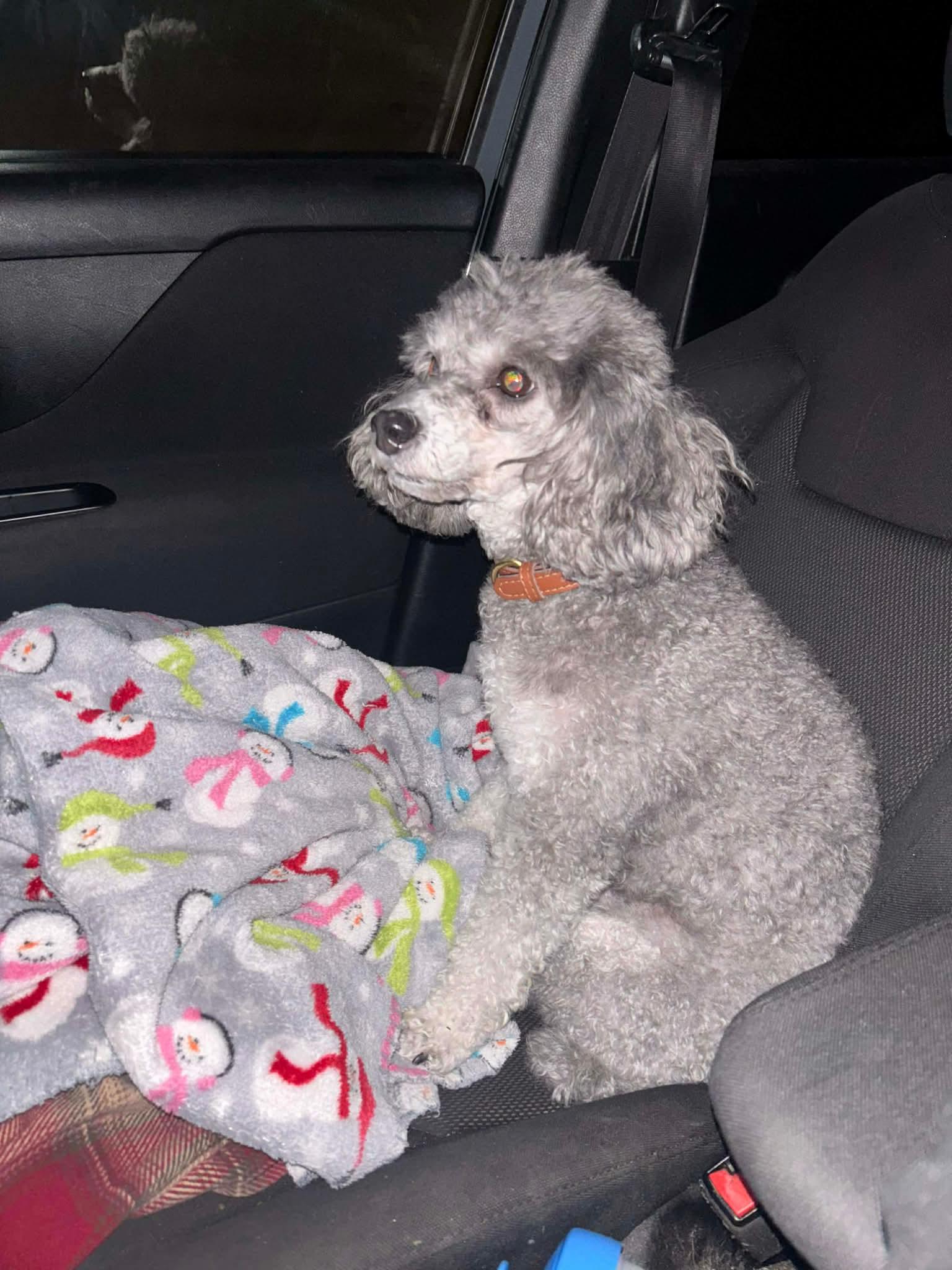 Enlarge Tucker (Megan-Fostered in TN), a ADOPTABLE Miniature Poodle in Brooklyn, CT image 4/4