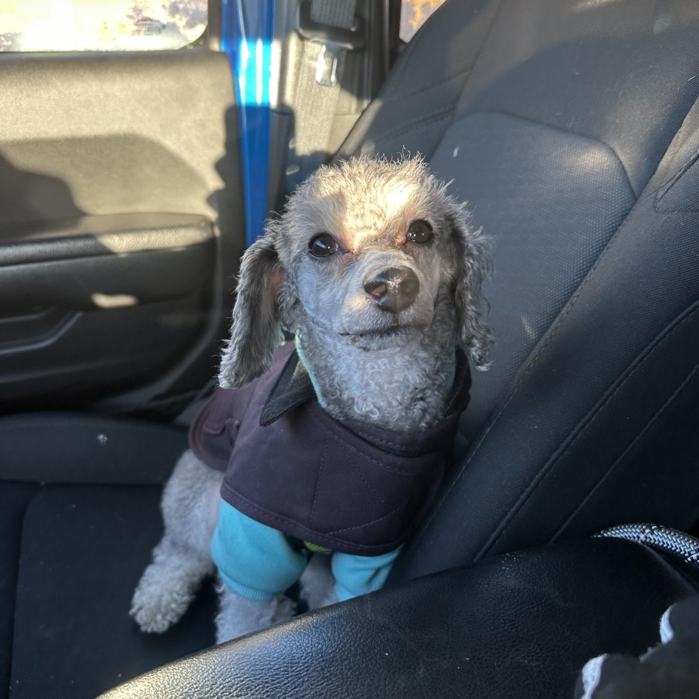 Enlarge Tucker (Jess-Fostered in New England), an adopted Miniature Poodle in Warwick, RI image 5/5