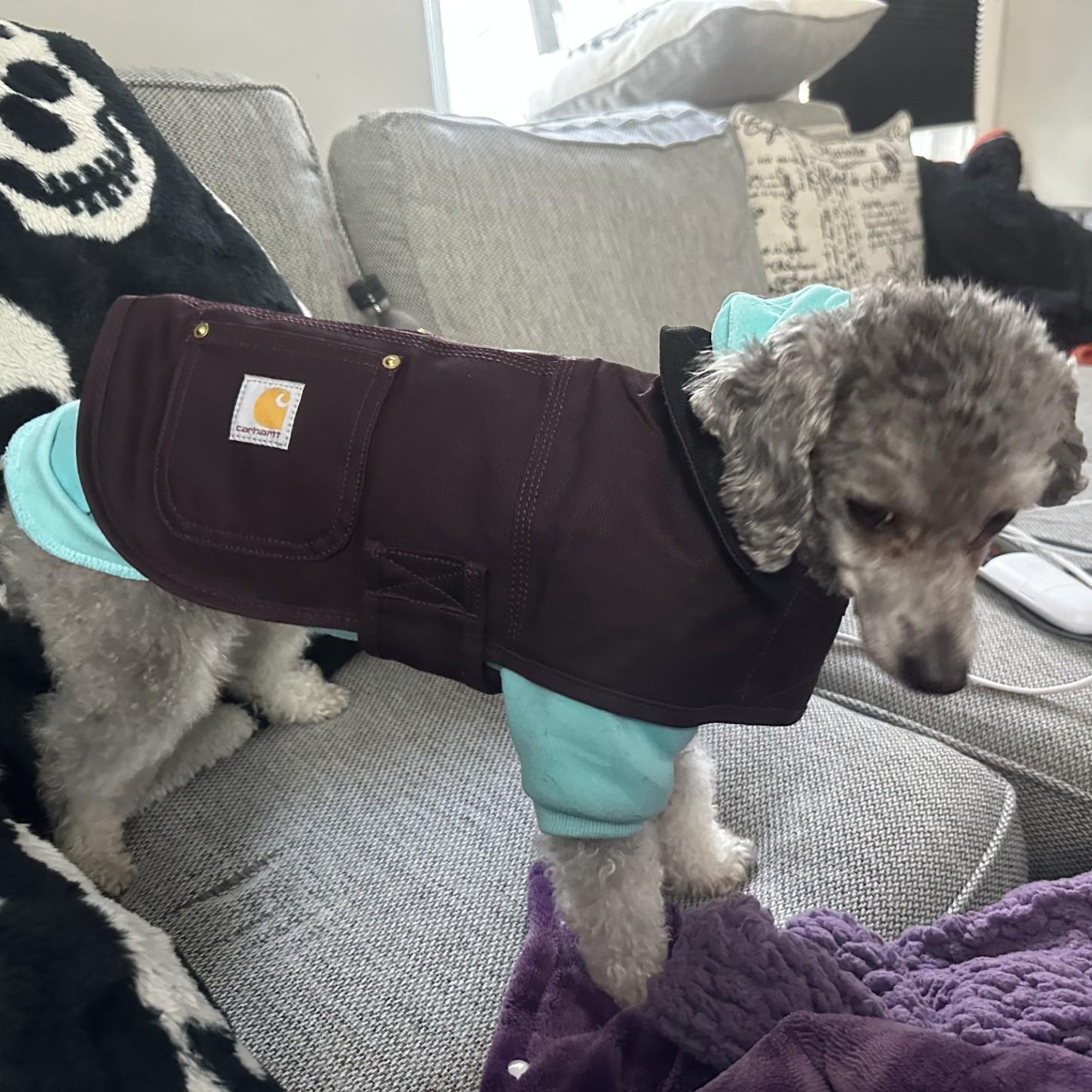 Enlarge Tucker (Jess-Fostered in New England), an adopted Miniature Poodle in Warwick, RI image 4/5