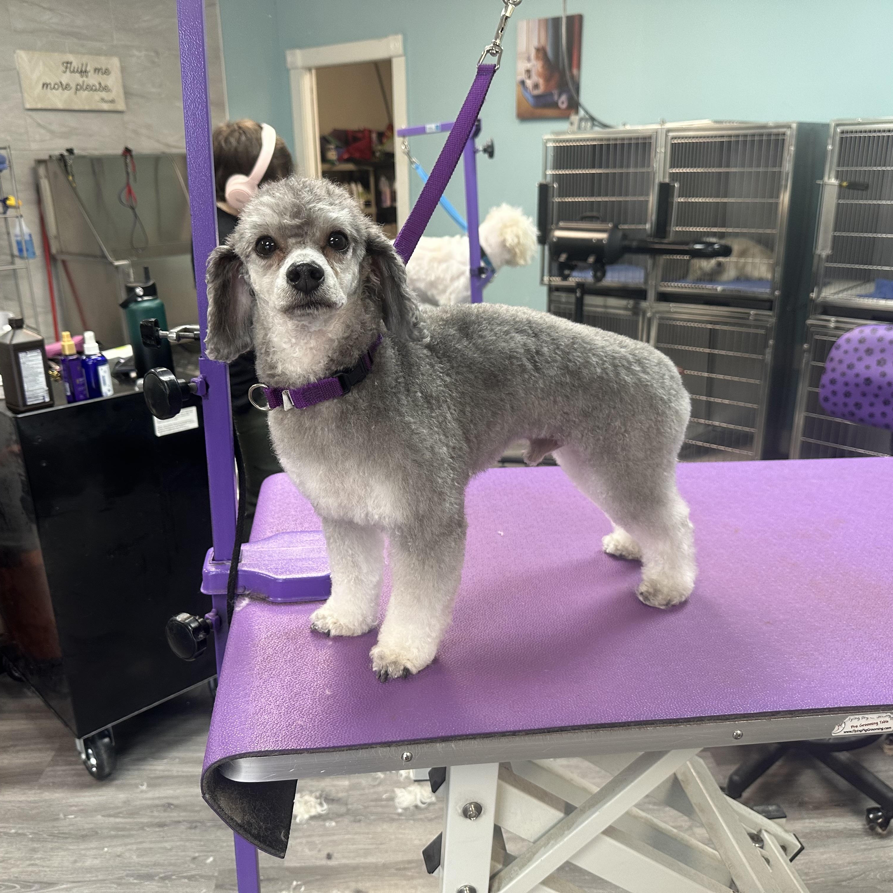 Enlarge Tucker (Jess-Fostered in New England), a ADOPTABLE Miniature Poodle in Warwick, RI image 1/5