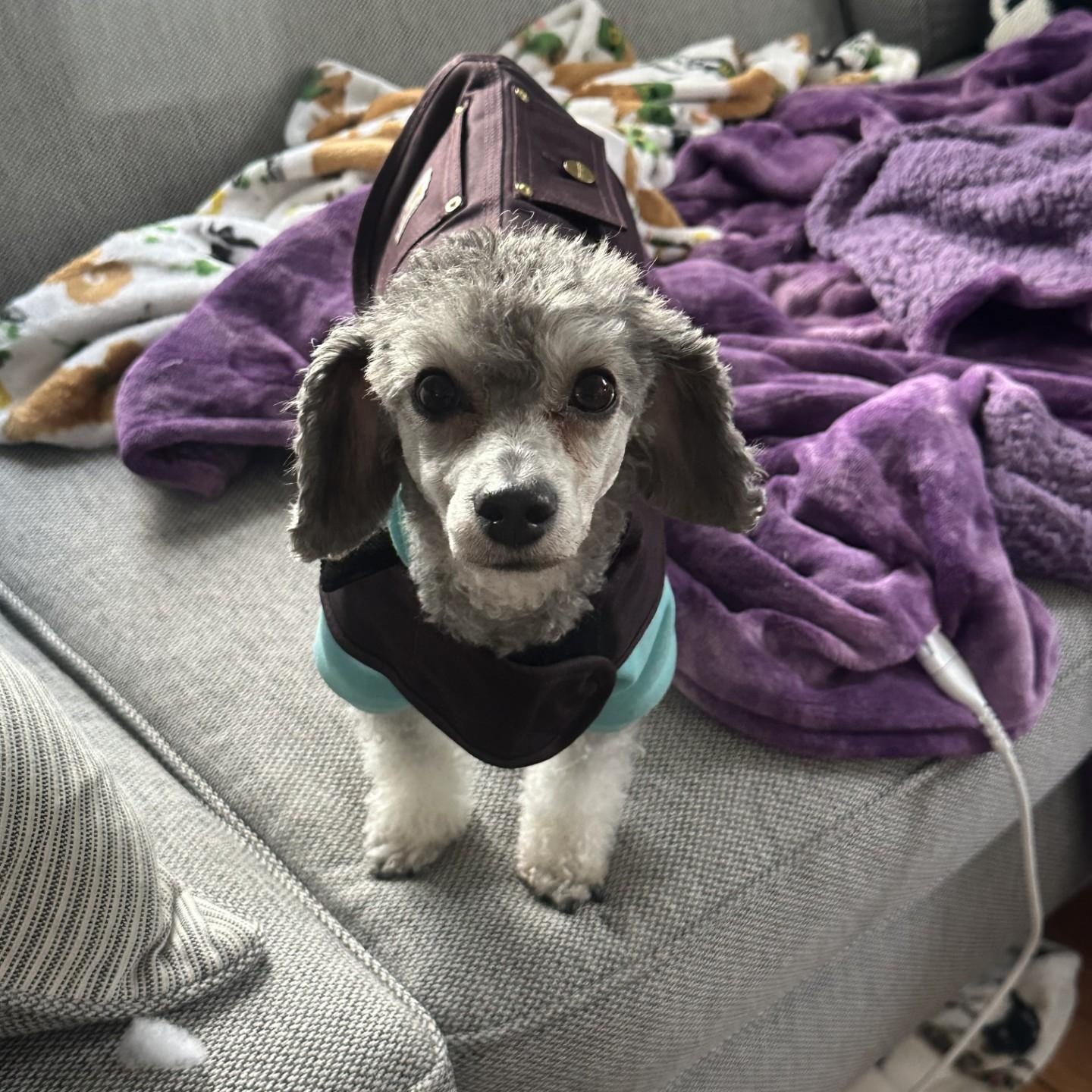 Tucker (Jess-Fostered in New England), adoptable, Adult Male Miniature Poodle.