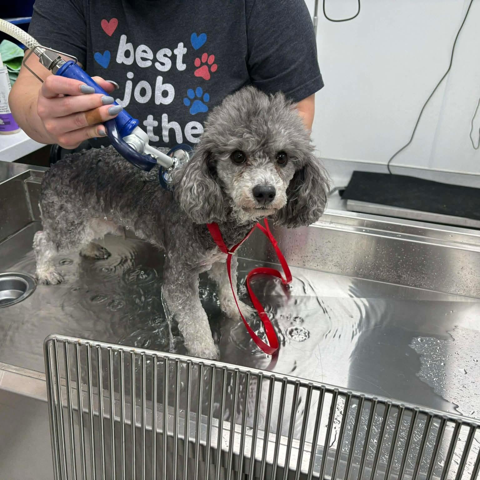 Enlarge Tucker (Megan-Fostered in TN), a ADOPTABLE Miniature Poodle in Brooklyn, CT image 1/4