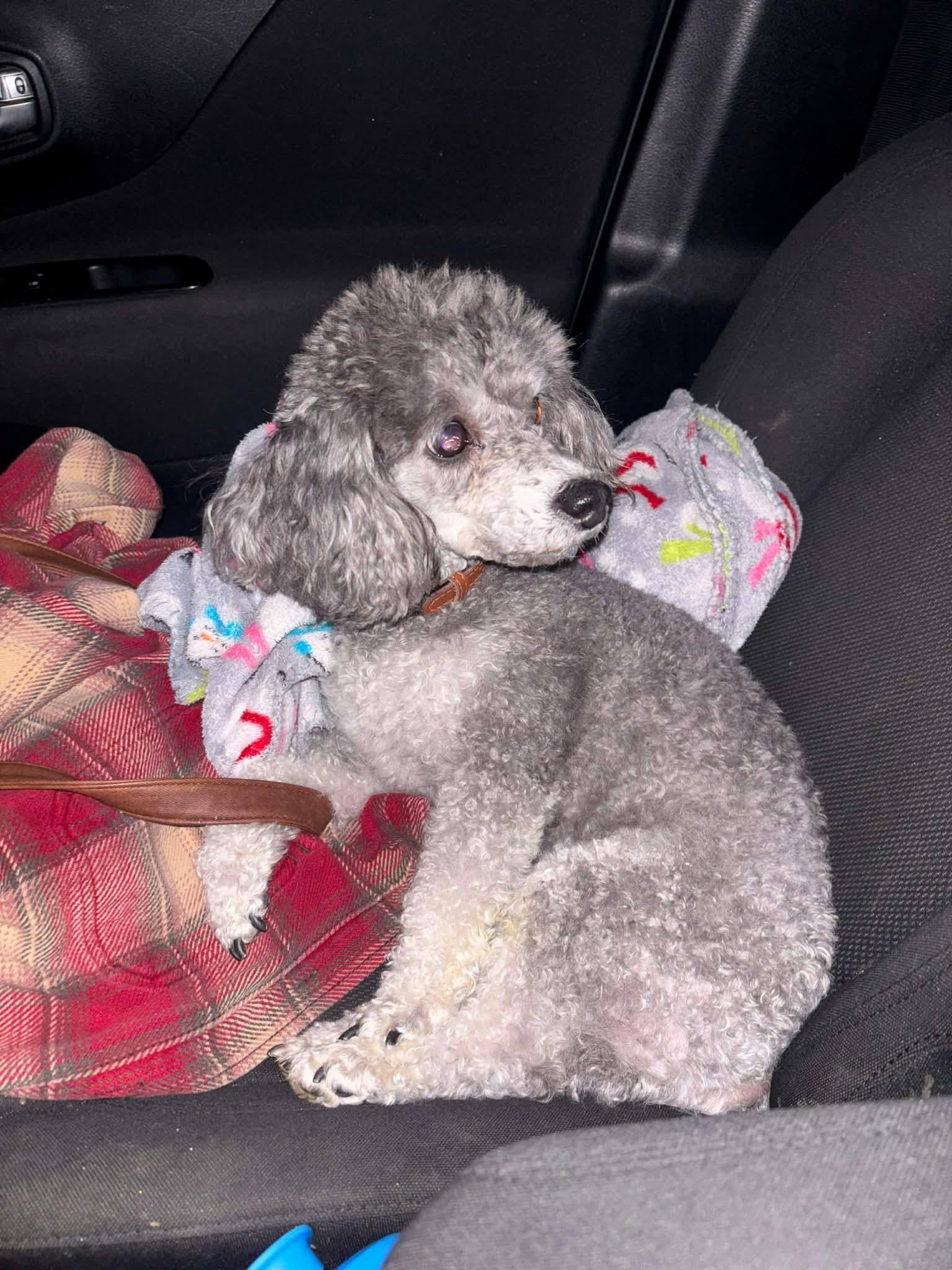 Enlarge Tucker (Megan-Fostered in TN), a ADOPTABLE Miniature Poodle in Brooklyn, CT image 3/4