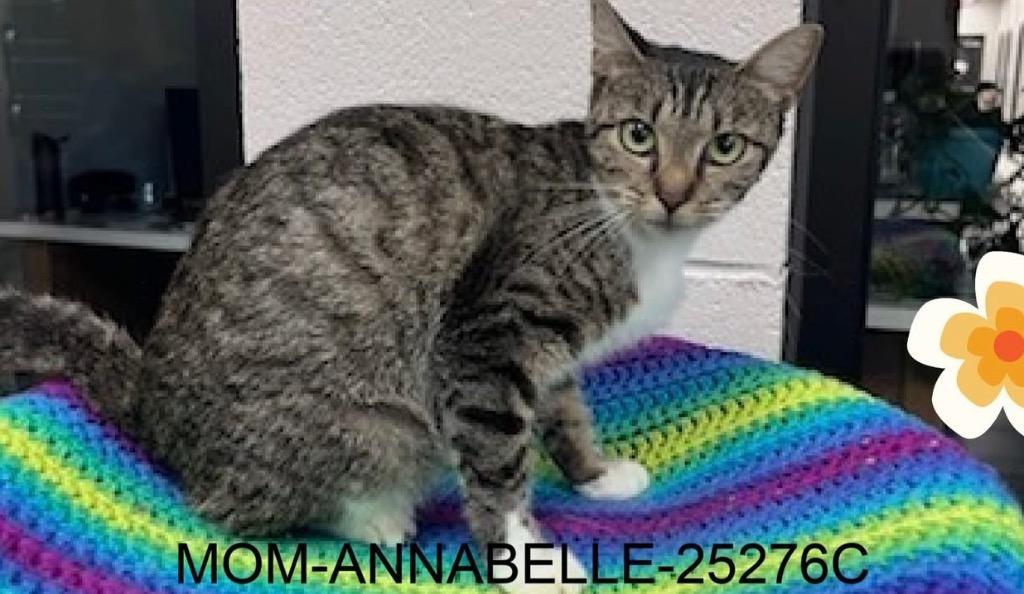 Enlarge AnnaBelle, a Adoptable mixed breed in Dalton, GA image 1/1