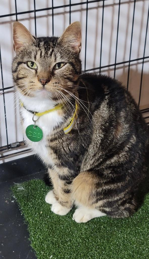 AnnaBelle, Adoptable, Young Female Domestic Short Hair.