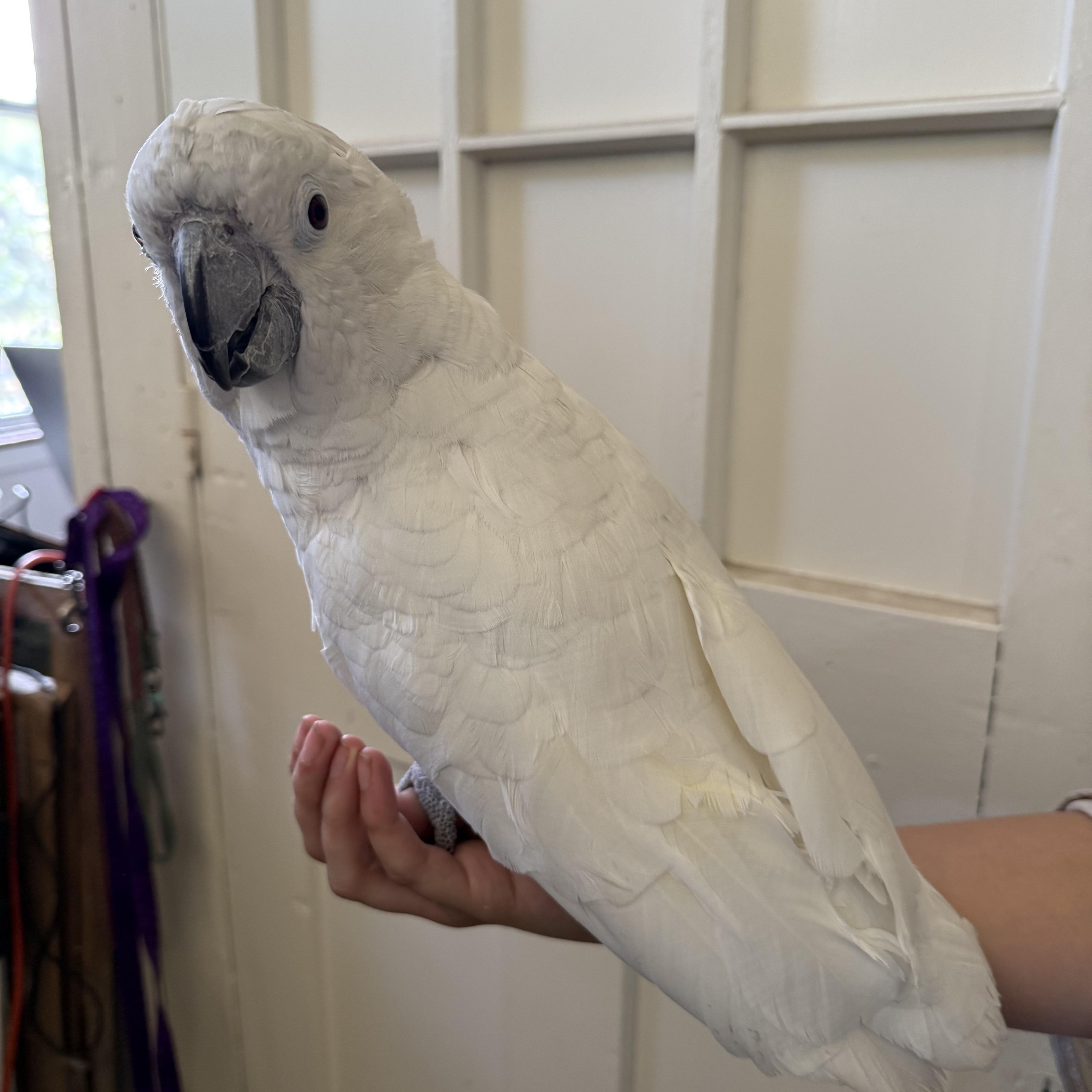 Enlarge Cammy, a Adoptable Cockatoo in Deep river, CT image 1/1