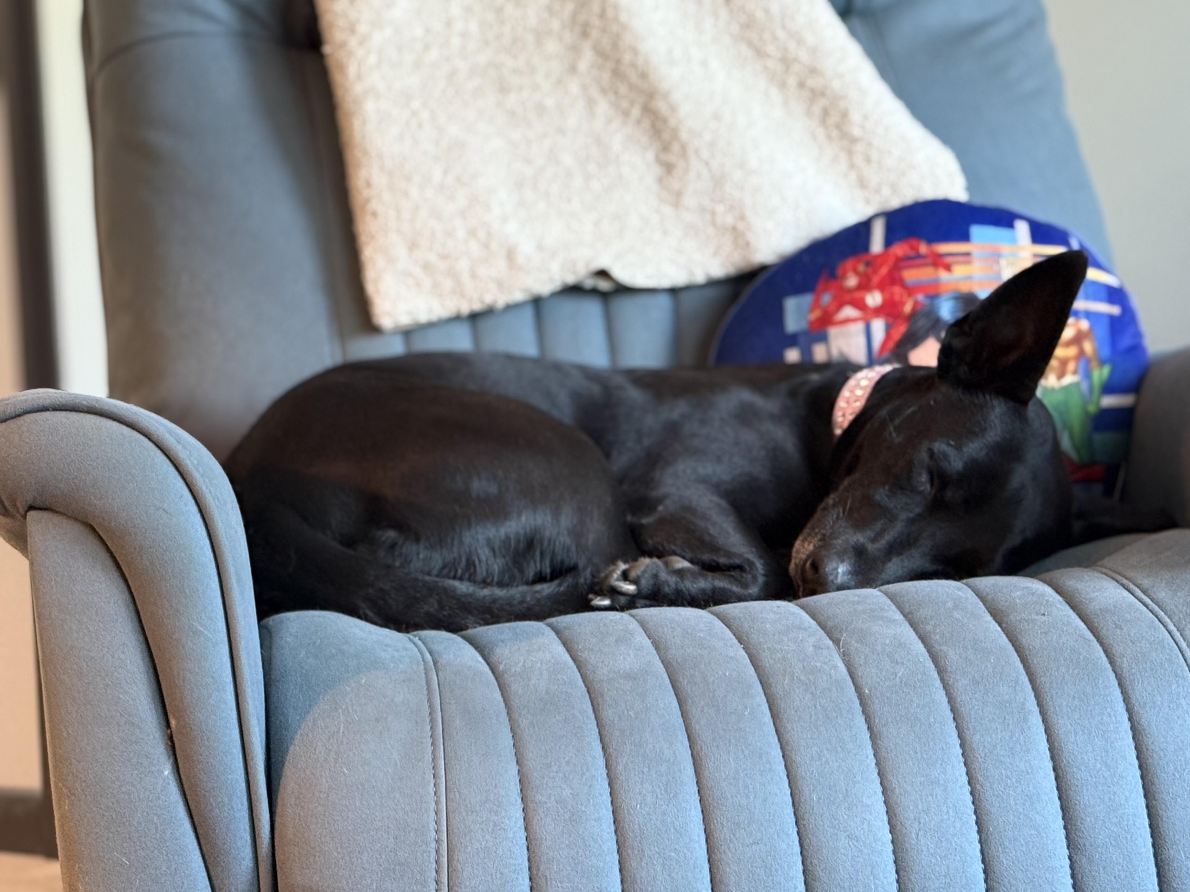 Enlarge Peppa, a Adoptable mixed breed in Mission Viejo, CA image 5/6