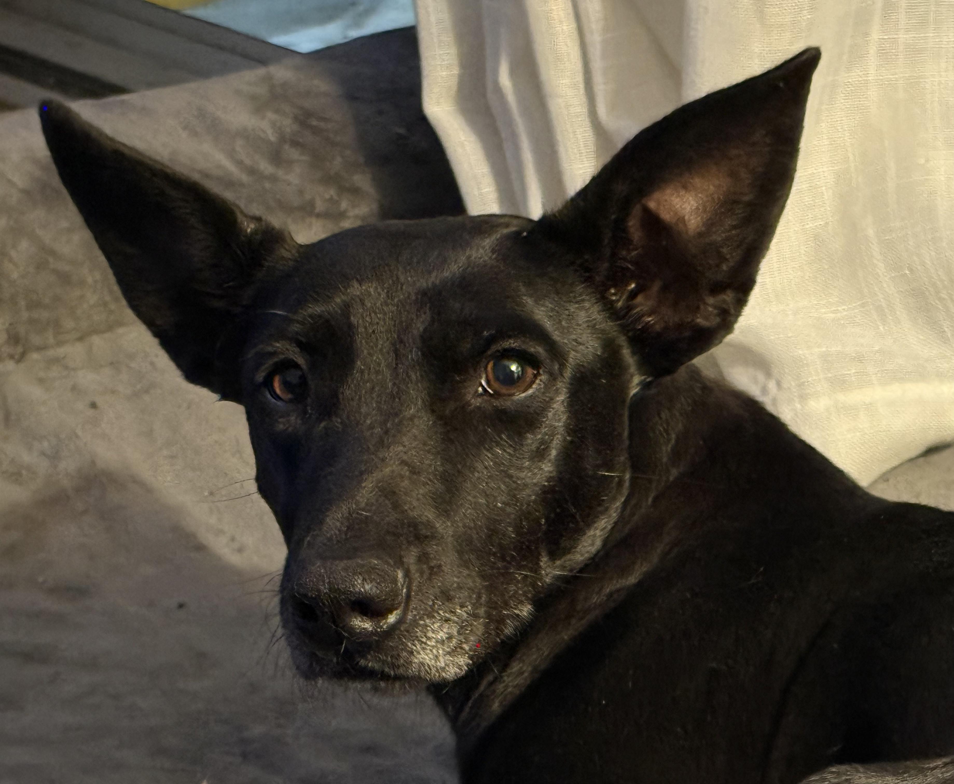 Enlarge Peppa, a Adoptable mixed breed in Mission Viejo, CA image 1/6