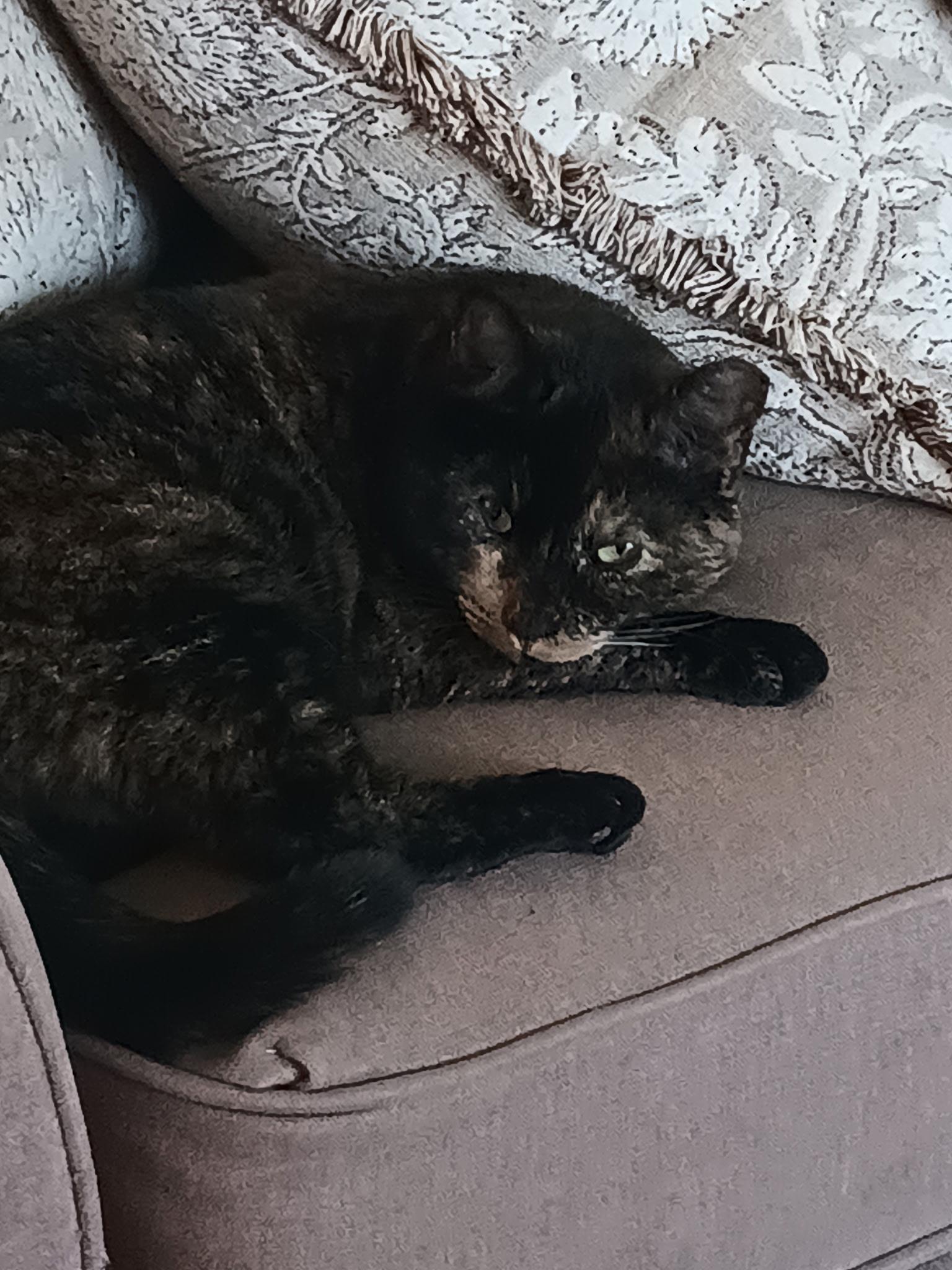 Sammie Joe, an adoptable Tortoiseshell in Pocatello, ID, 83201 | Photo Image 3