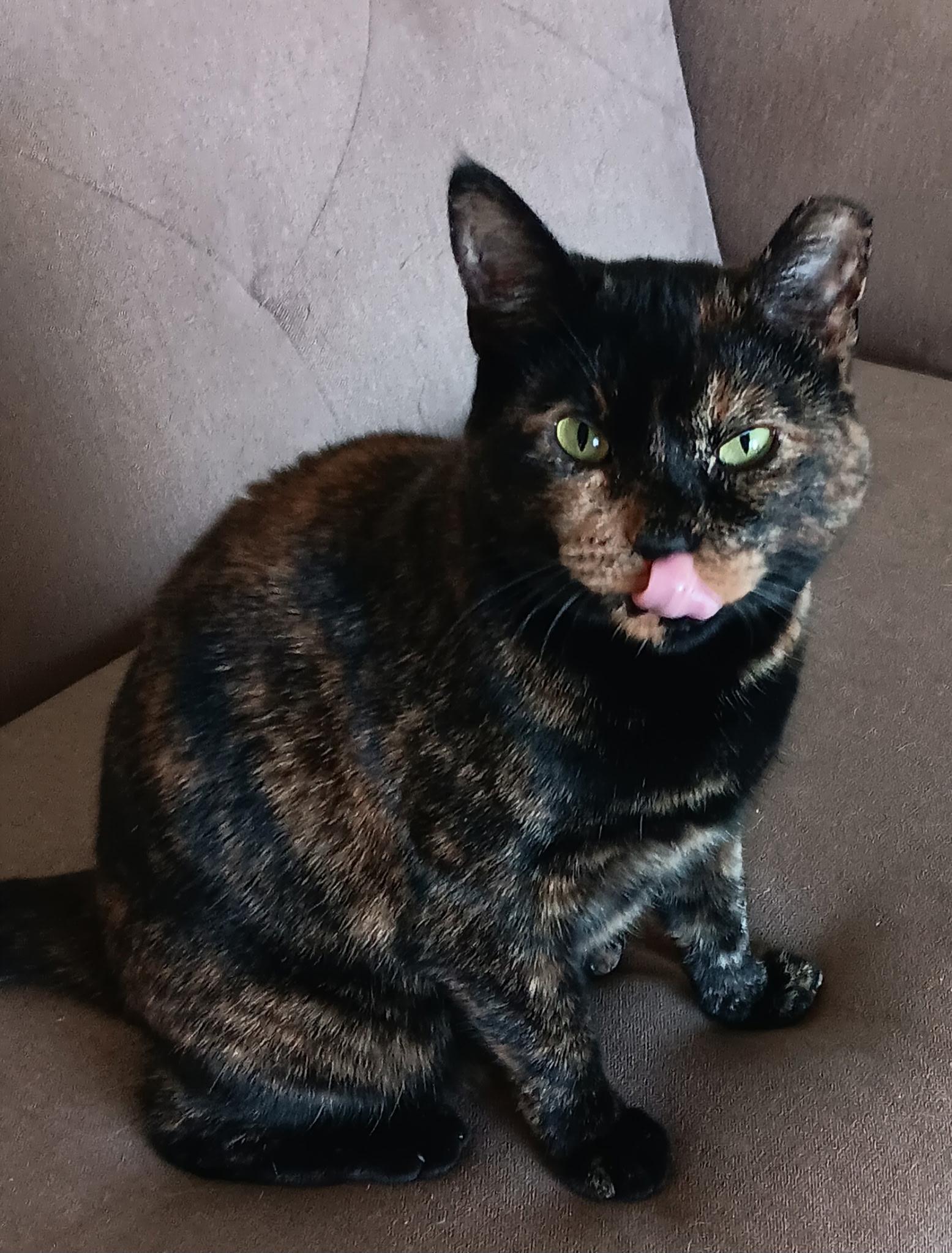 Sammie Joe, Adoptable, Young Female Tortoiseshell.