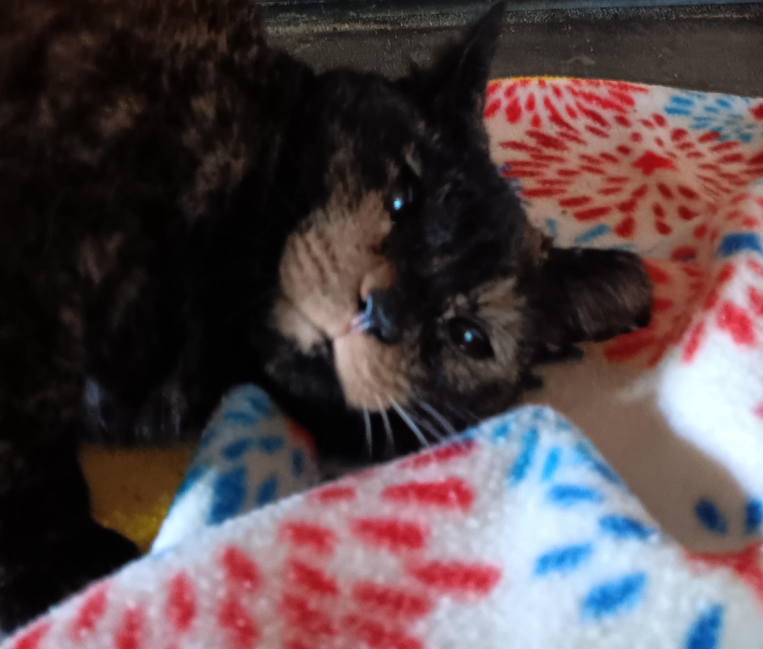 Sammie Joe, a Adoptable Tortoiseshell in Pocatello, ID image 3/4