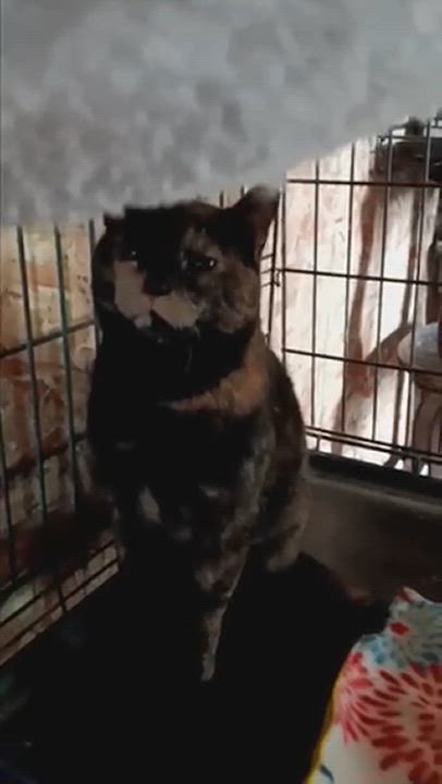 Enlarge Sammie Joe, a Adoptable Tortoiseshell in Pocatello, ID video 4/4
