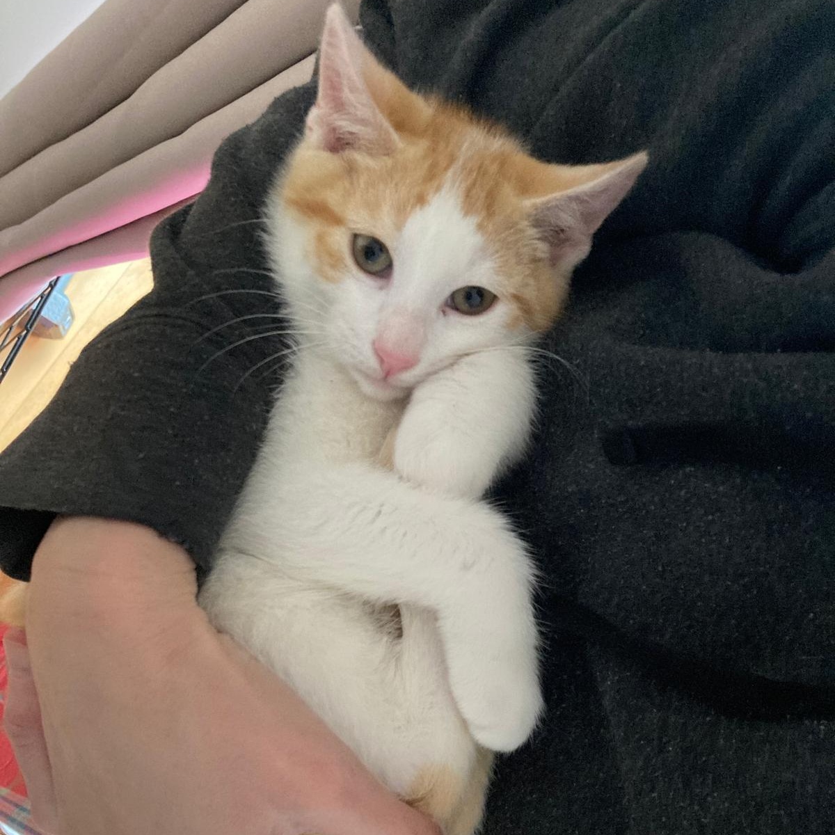 Enlarge Creek, an adopted mixed breed in Hyattsville, MD image 3/5