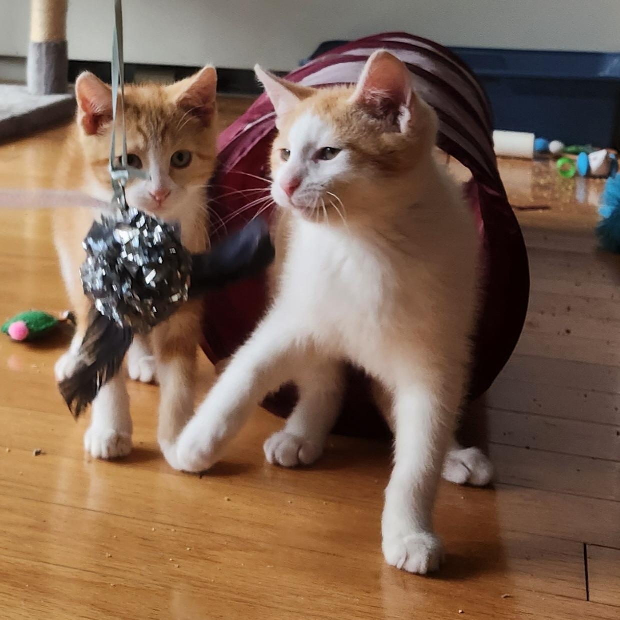 Enlarge Creek, an adopted mixed breed in Hyattsville, MD image 5/5