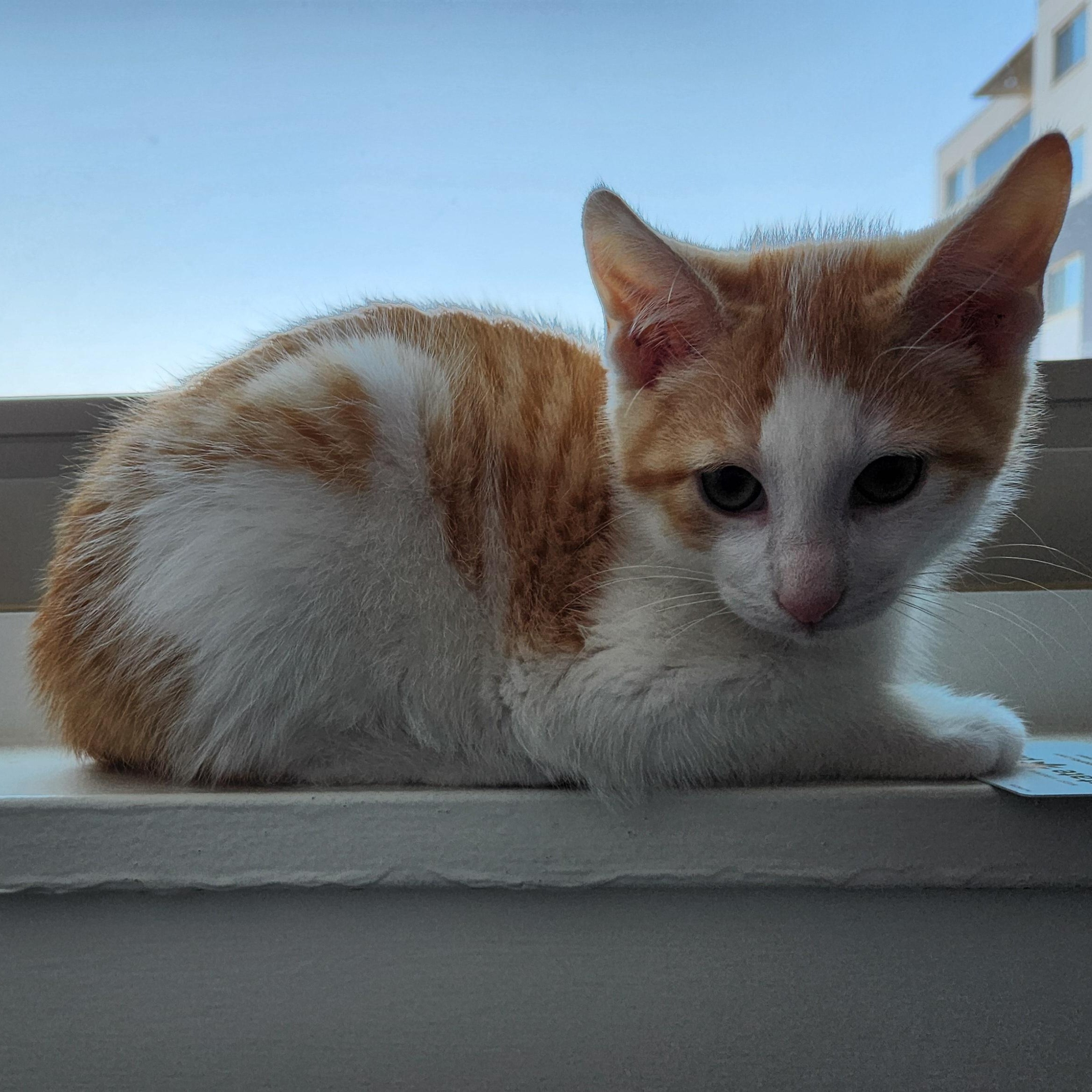 Enlarge Creek, an adopted mixed breed in Hyattsville, MD image 1/5