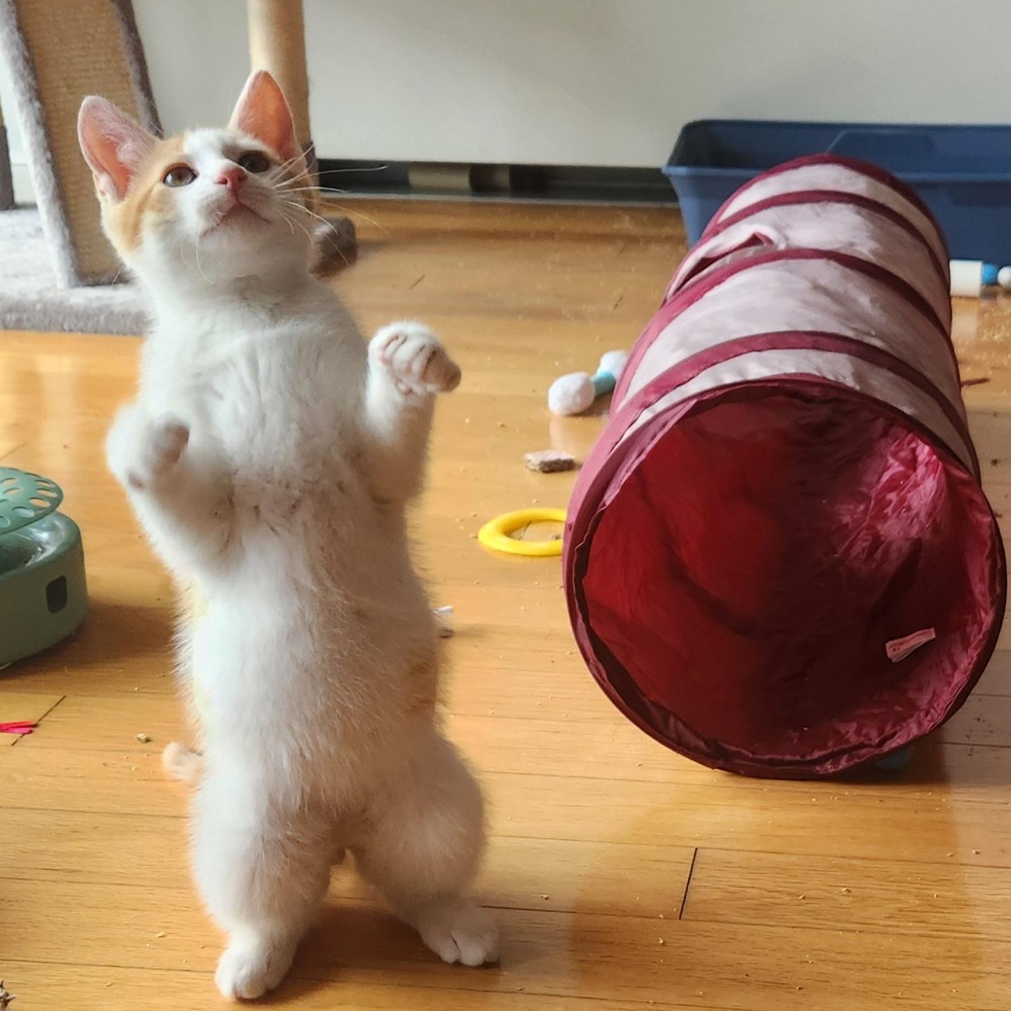 Enlarge Creek, an adopted mixed breed in Hyattsville, MD image 4/5