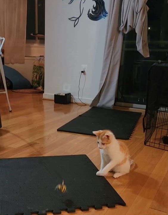 Enlarge Creek, an adopted mixed breed in Hyattsville, MD video 2/5