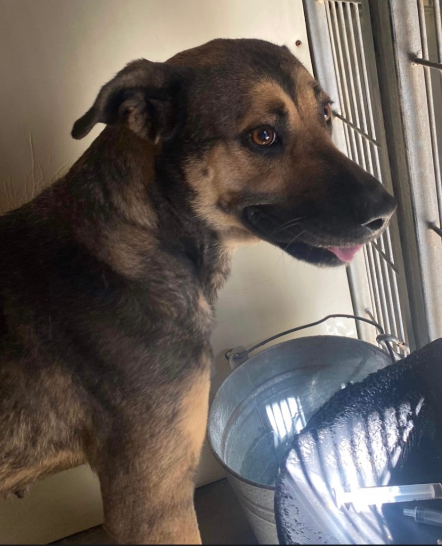 Enlarge Odessa, a Adoptable Mixed Breed in Rayne, LA image 1/1