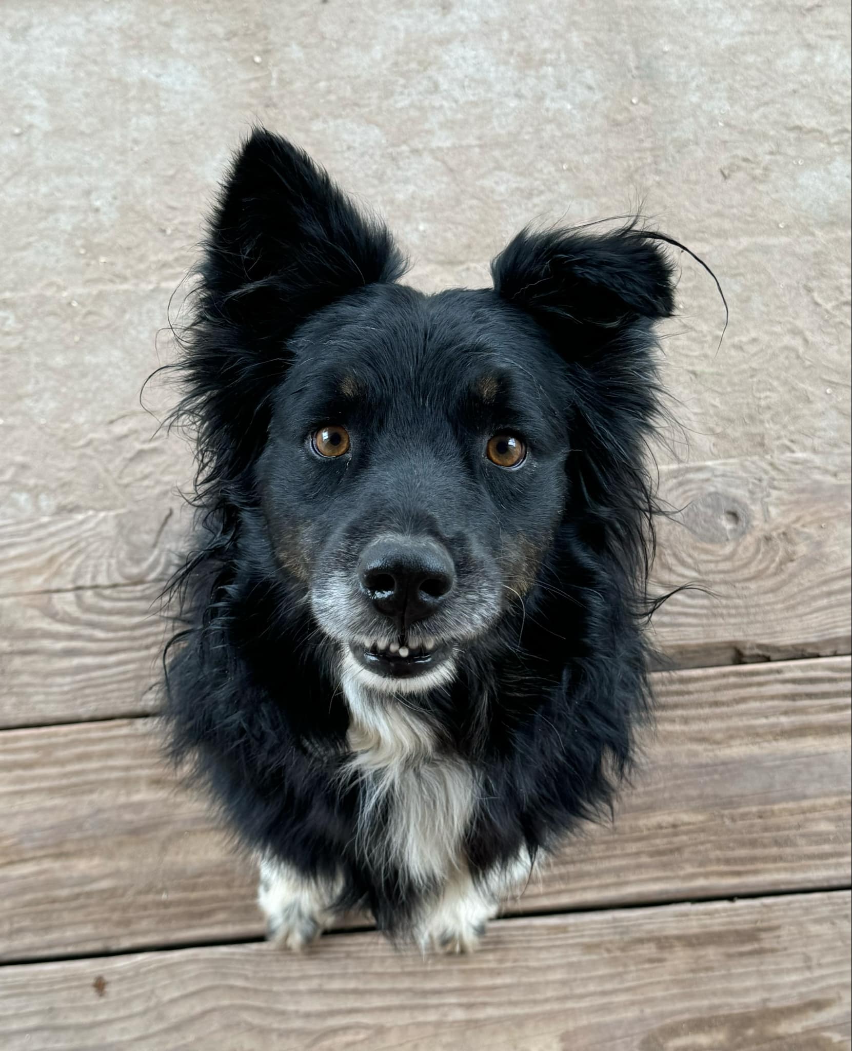 Dog for adoption Bernie, an Australian Shepherd Mix in Bellevue, WA