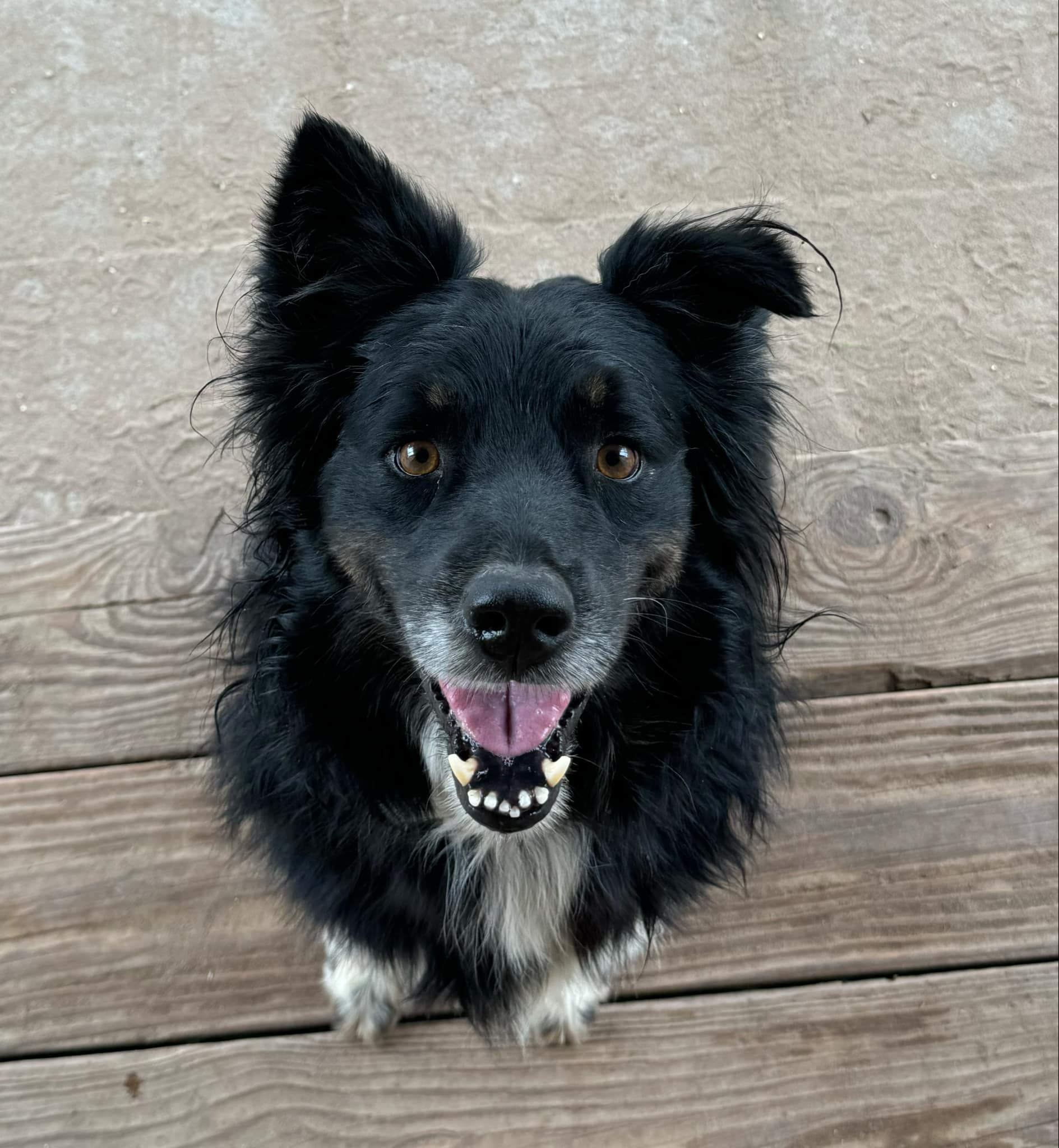 Dog for adoption Bernie, an Australian Shepherd Mix in Bellevue, WA