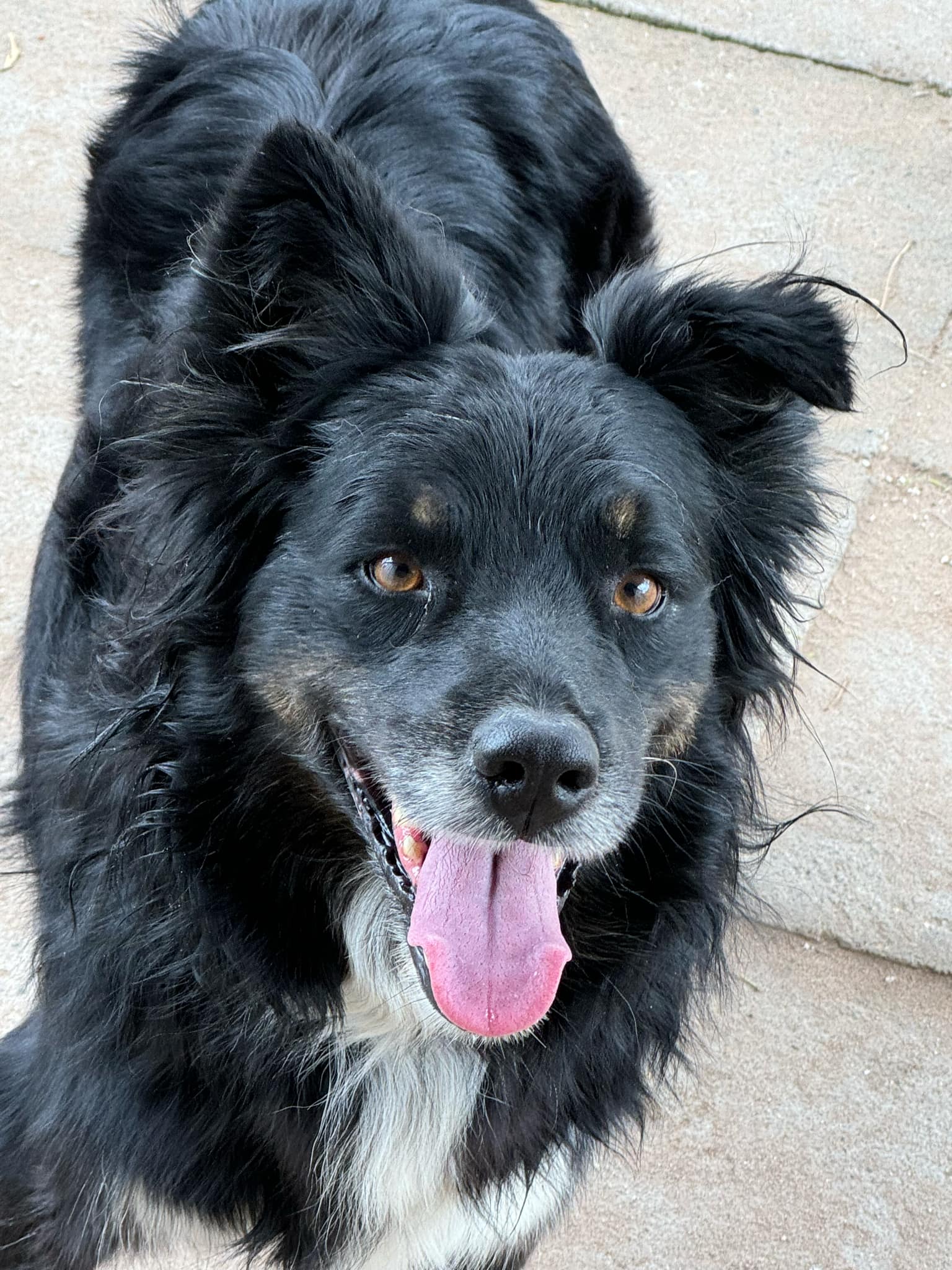 Dog for adoption Bernie, an Australian Shepherd Mix in Bellevue, WA