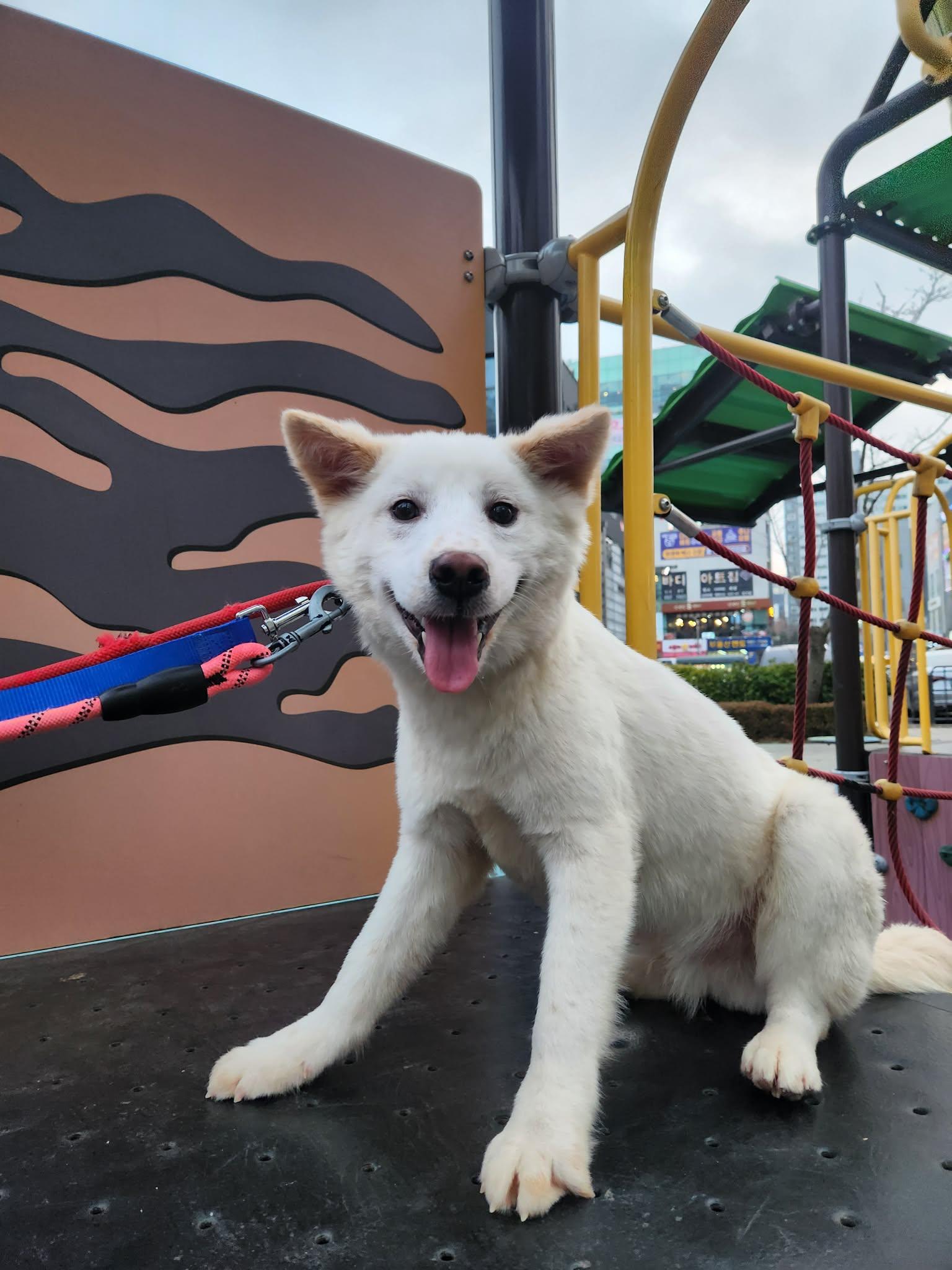 JAEDONG, Adoptable, Puppy Male Jindo & Spitz.