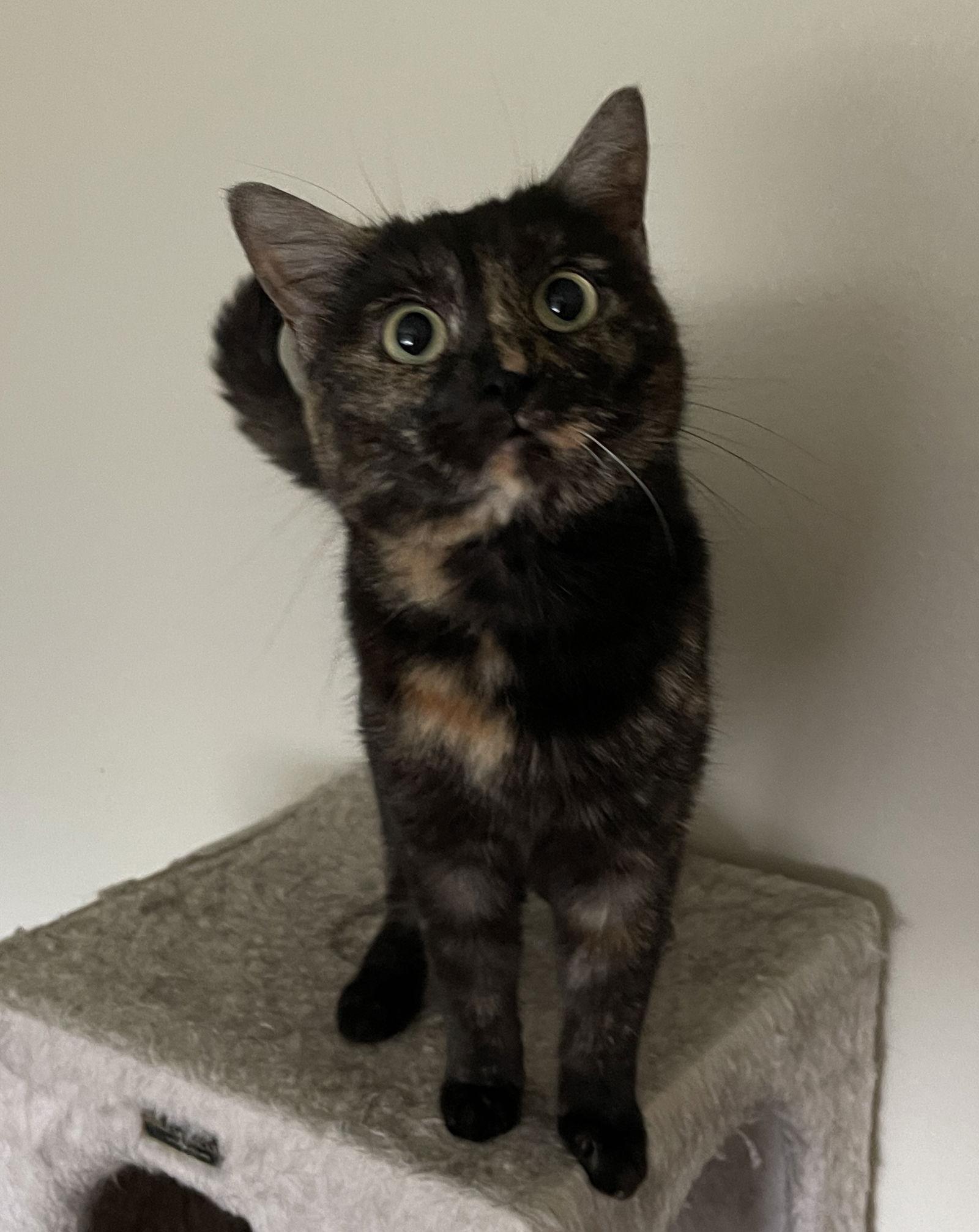 Potato, Adoptable, Adult Female Tortoiseshell & Domestic Short Hair.