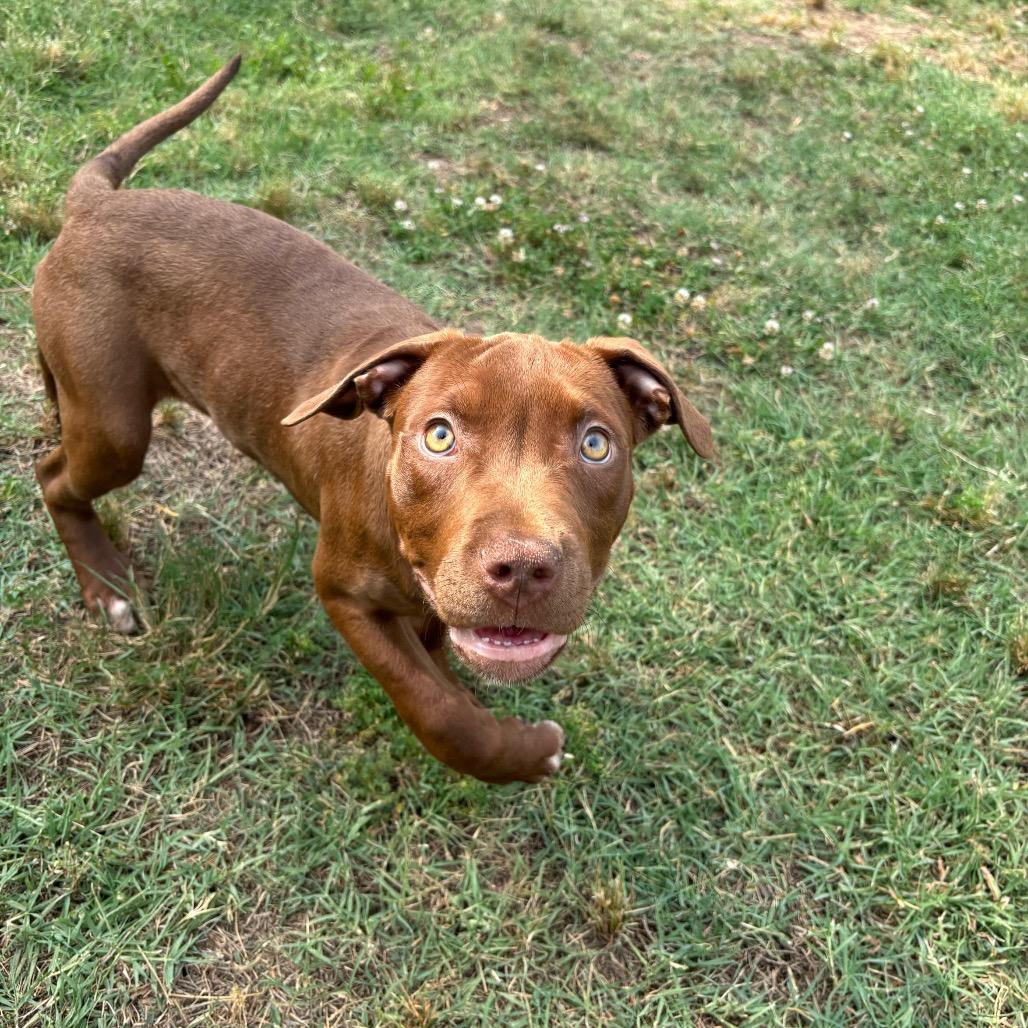 Florence, Adoptable, Puppy Female Pit Bull Terrier.