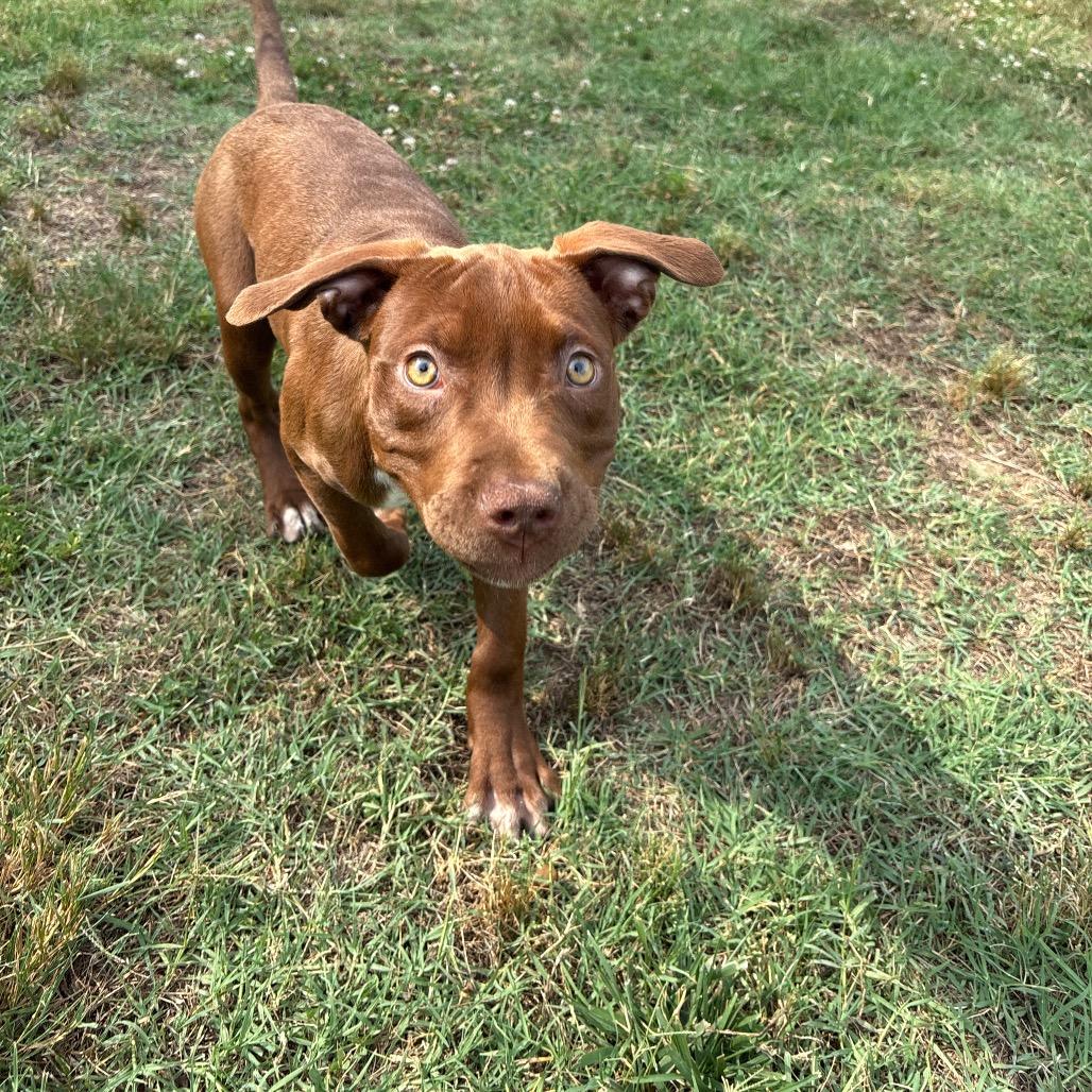 Florence, a Adoptable Pit Bull Terrier in Roxboro, NC image 2/3