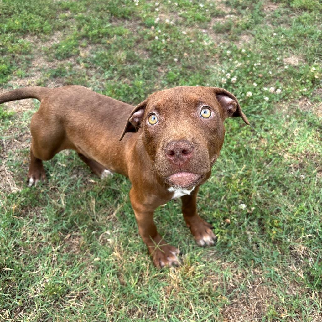 Florence, a Adoptable Pit Bull Terrier in Roxboro, NC image 3/3