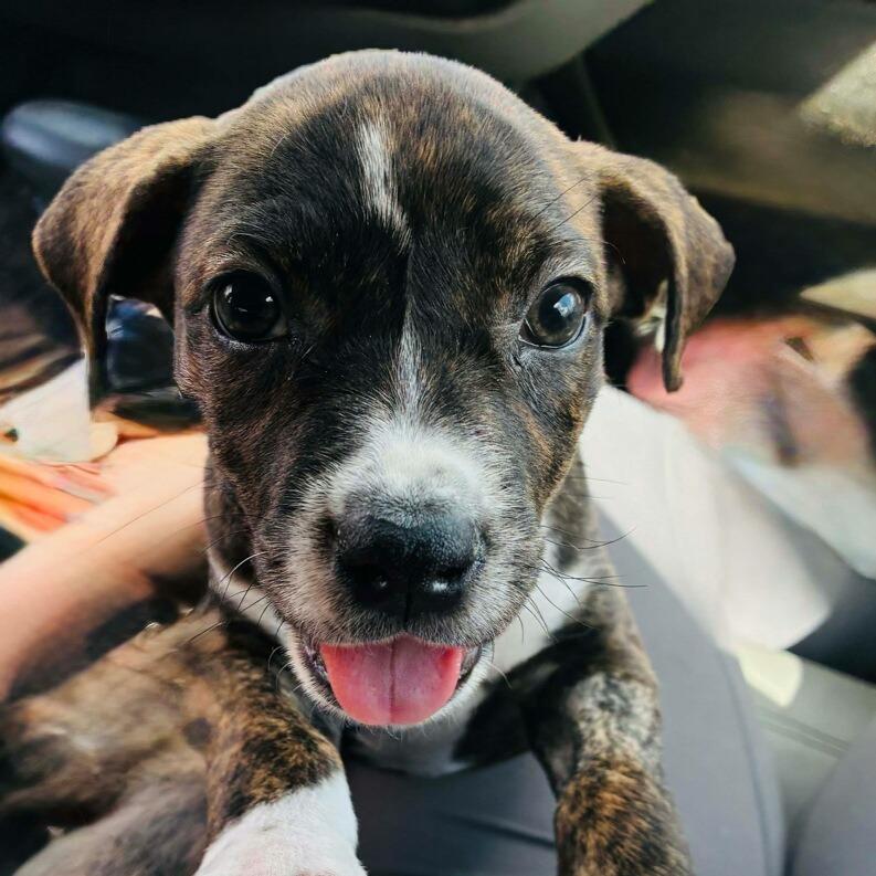 Enlarge Vixen, a Adoptable Mixed Breed in Williston, FL image 1/5