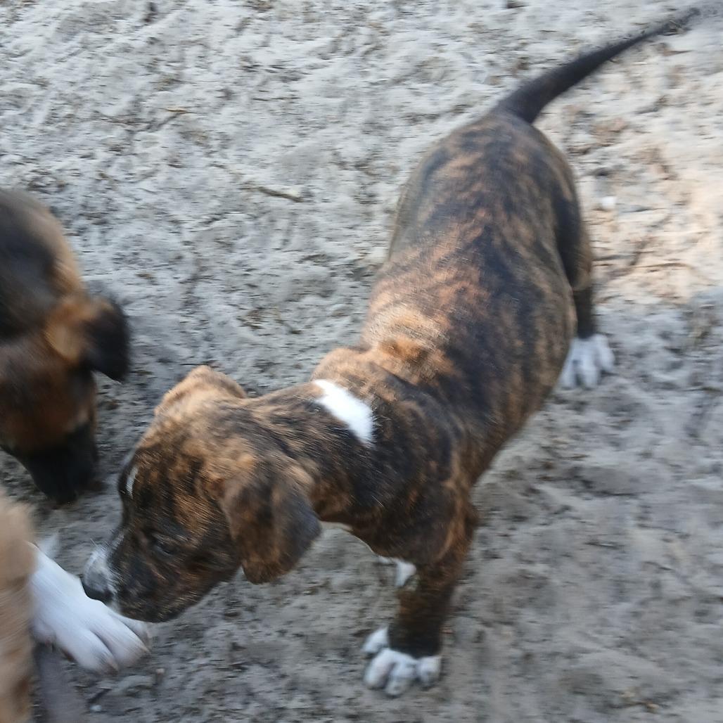 Enlarge Vixen, a Adoptable Mixed Breed in Williston, FL image 2/5