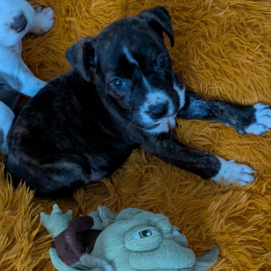 Enlarge Vixen, a Adoptable Mixed Breed in Williston, FL image 3/5