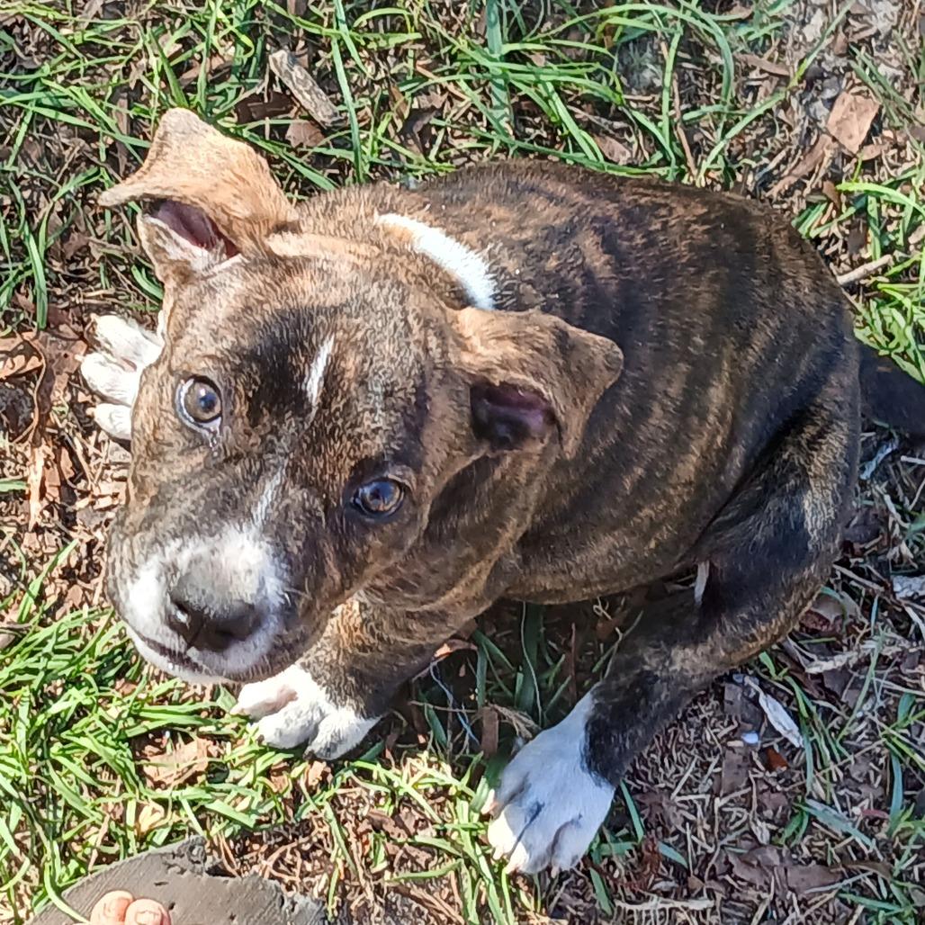 Enlarge Vixen, a Adoptable Mixed Breed in Williston, FL image 4/5