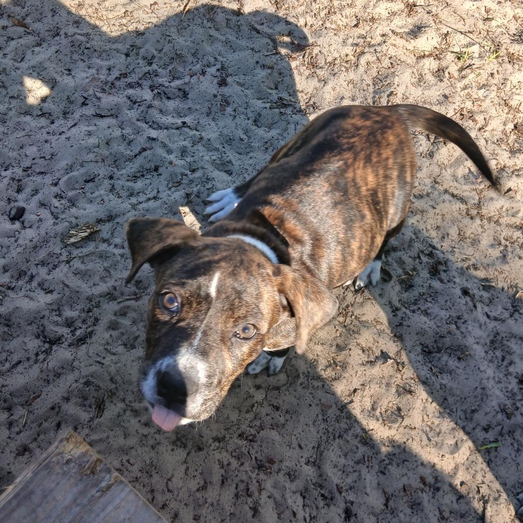 Enlarge Vixen, a Adoptable Mixed Breed in Williston, FL image 5/5