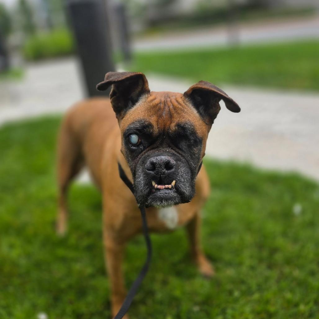 Coco, Adoptable, Senior Female Boxer.