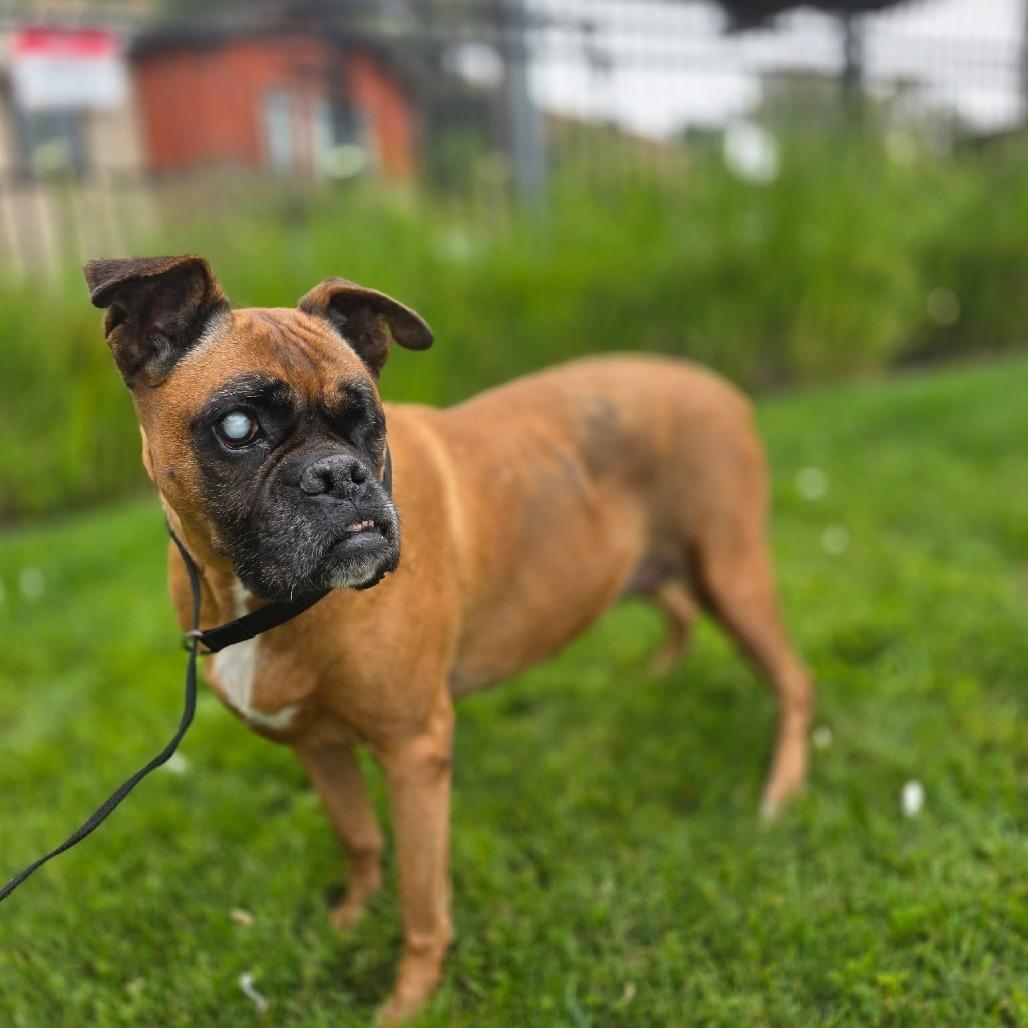 Coco, a Adoptable Boxer in McMinnville, OR image 2/3