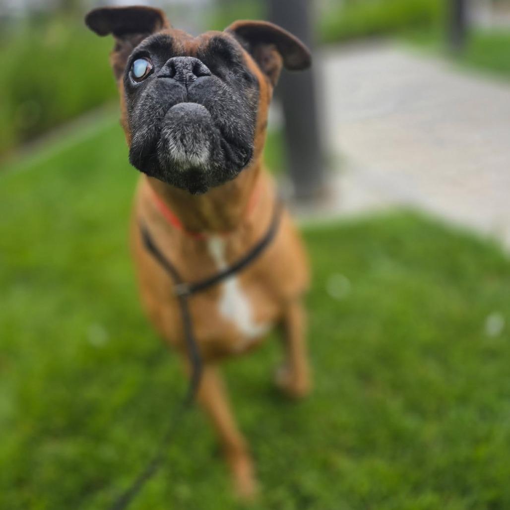 Coco, a Adoptable Boxer in McMinnville, OR image 3/3
