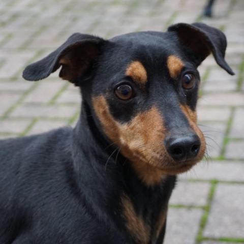 Pirate, a Adoptable Miniature Pinscher image 1/11