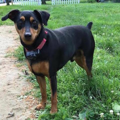 Pirate, a Adoptable Miniature Pinscher image 2/11