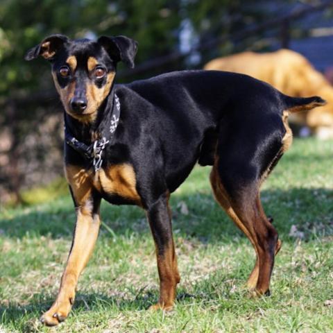 Pirate, a Adoptable Miniature Pinscher image 5/11