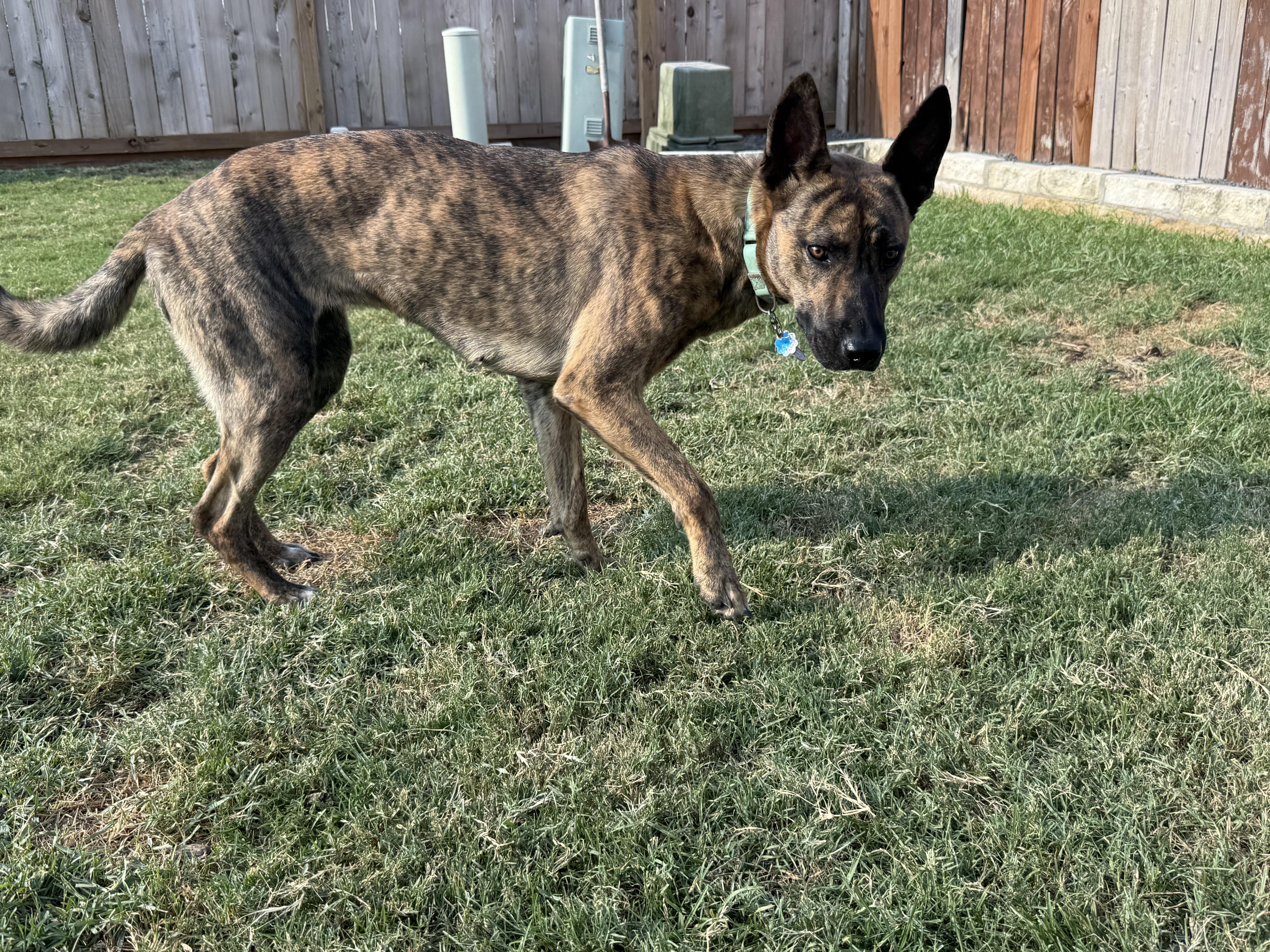 Enlarge Petey Pete, a Adoptable Dutch Shepherd in conroe, TX image 5/6